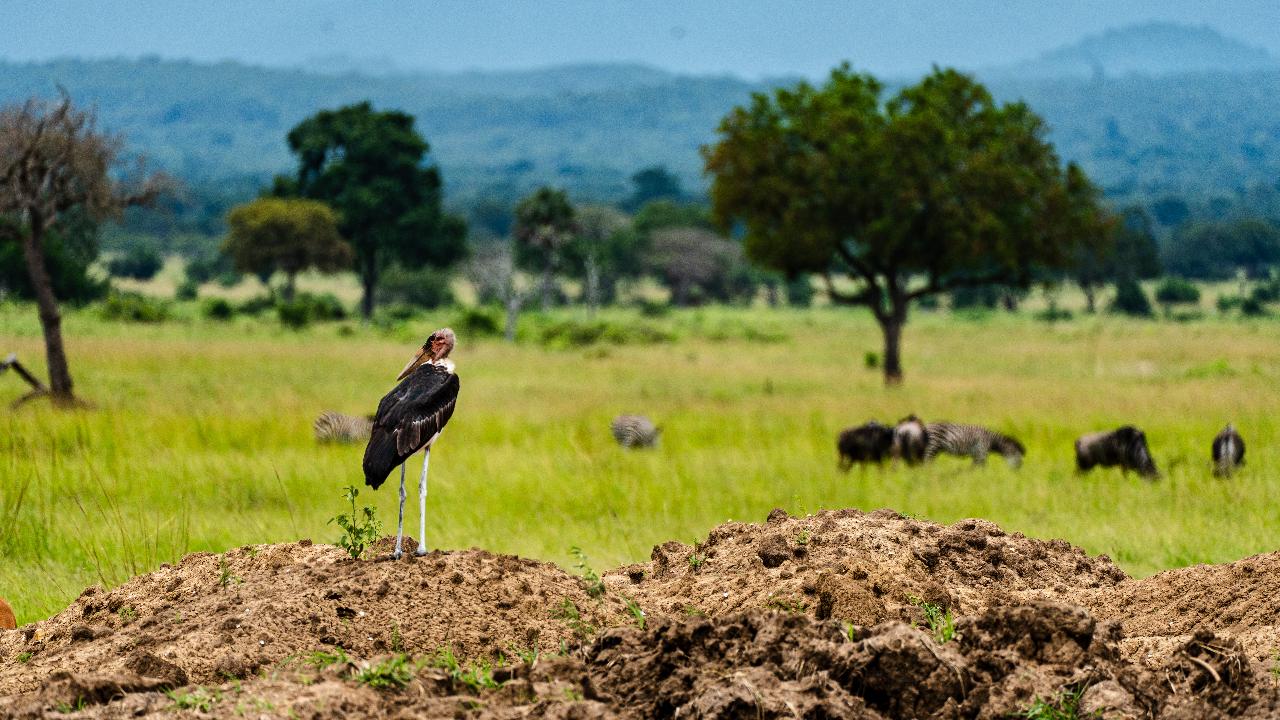 Zanzibar to Mikumi: Fly-In Safari Day Trip with Bush Lunch