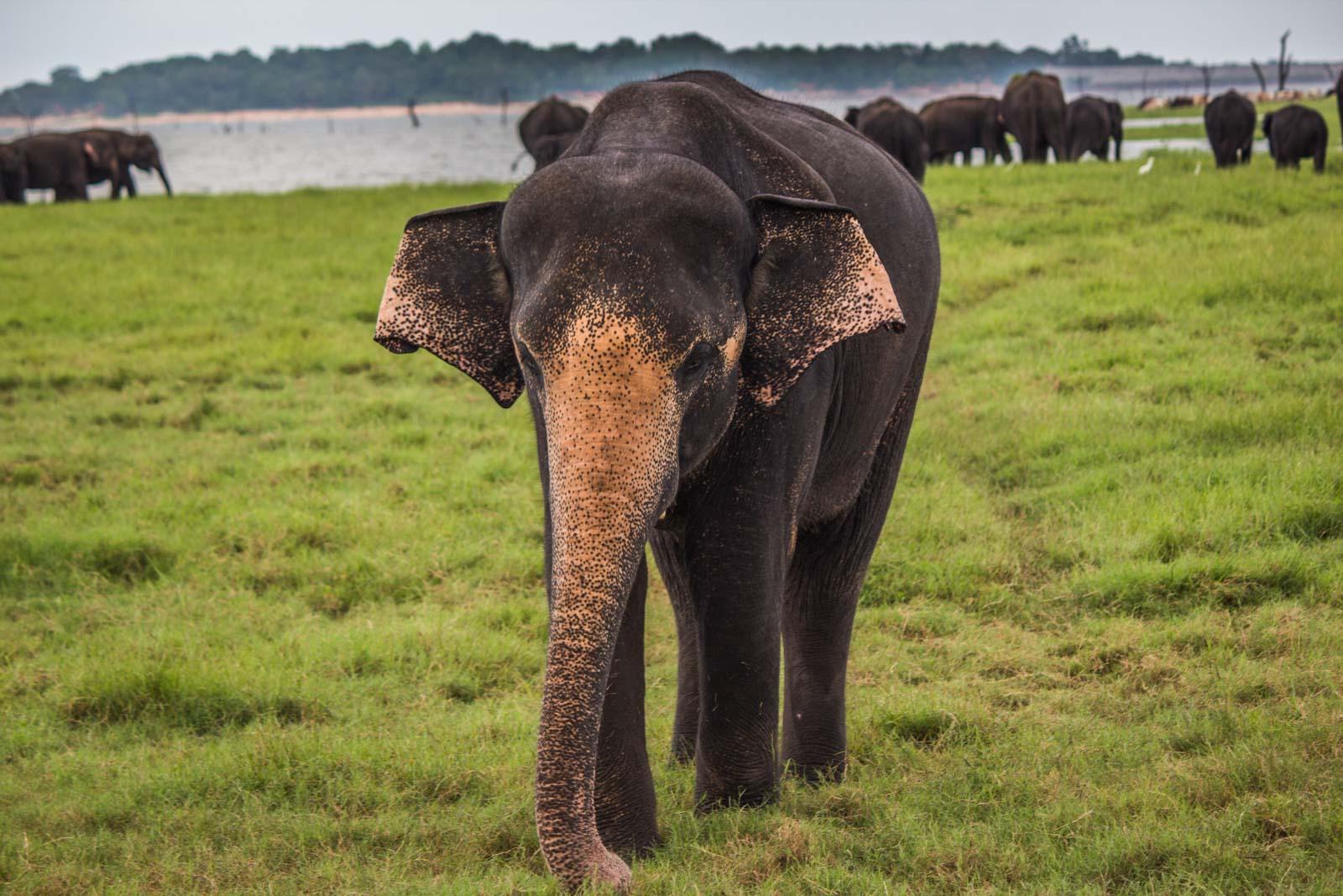 Yala National Park Safari Expedition