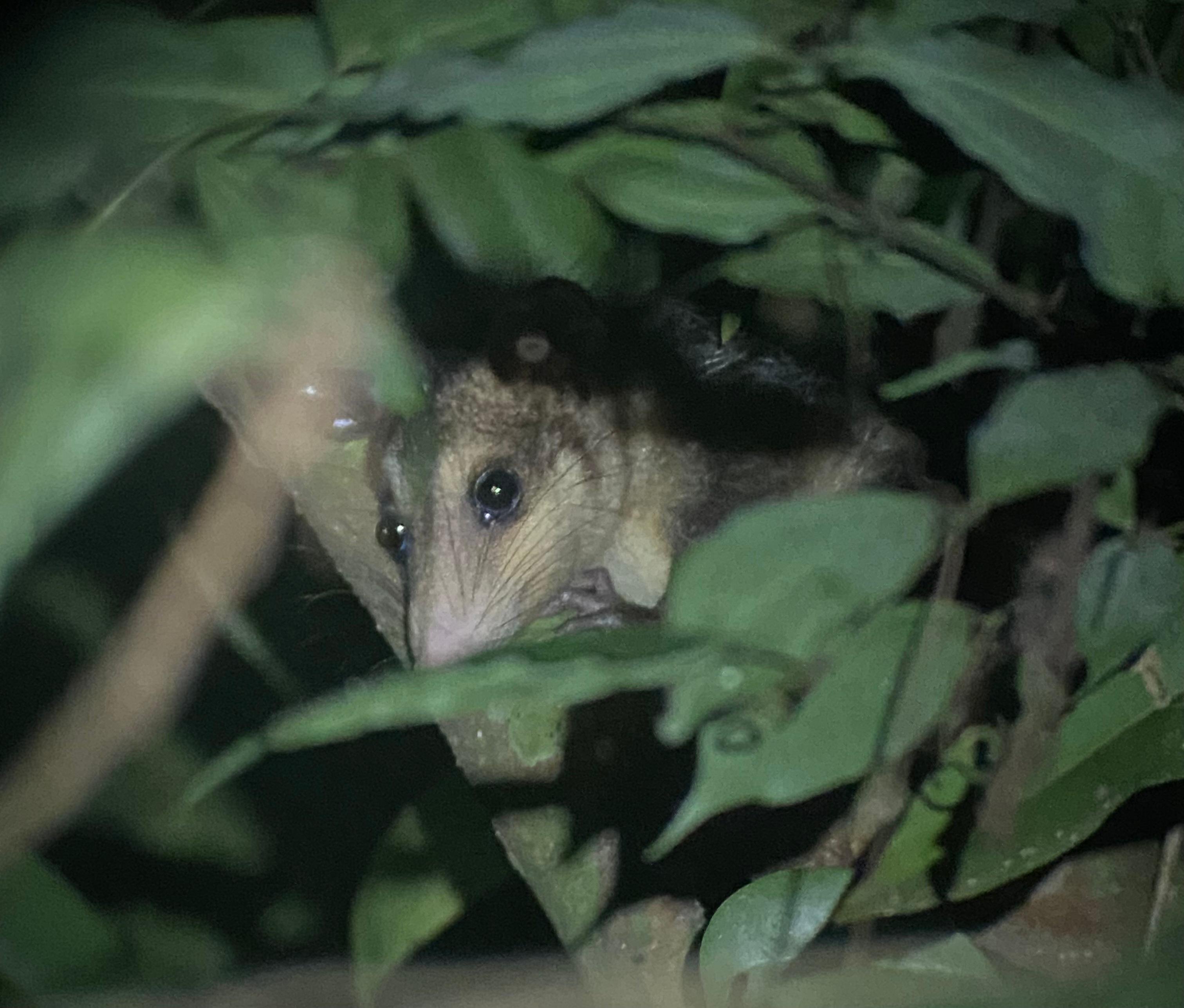 Manuel Antonio Night Wildlife Walk with Expert Naturalist