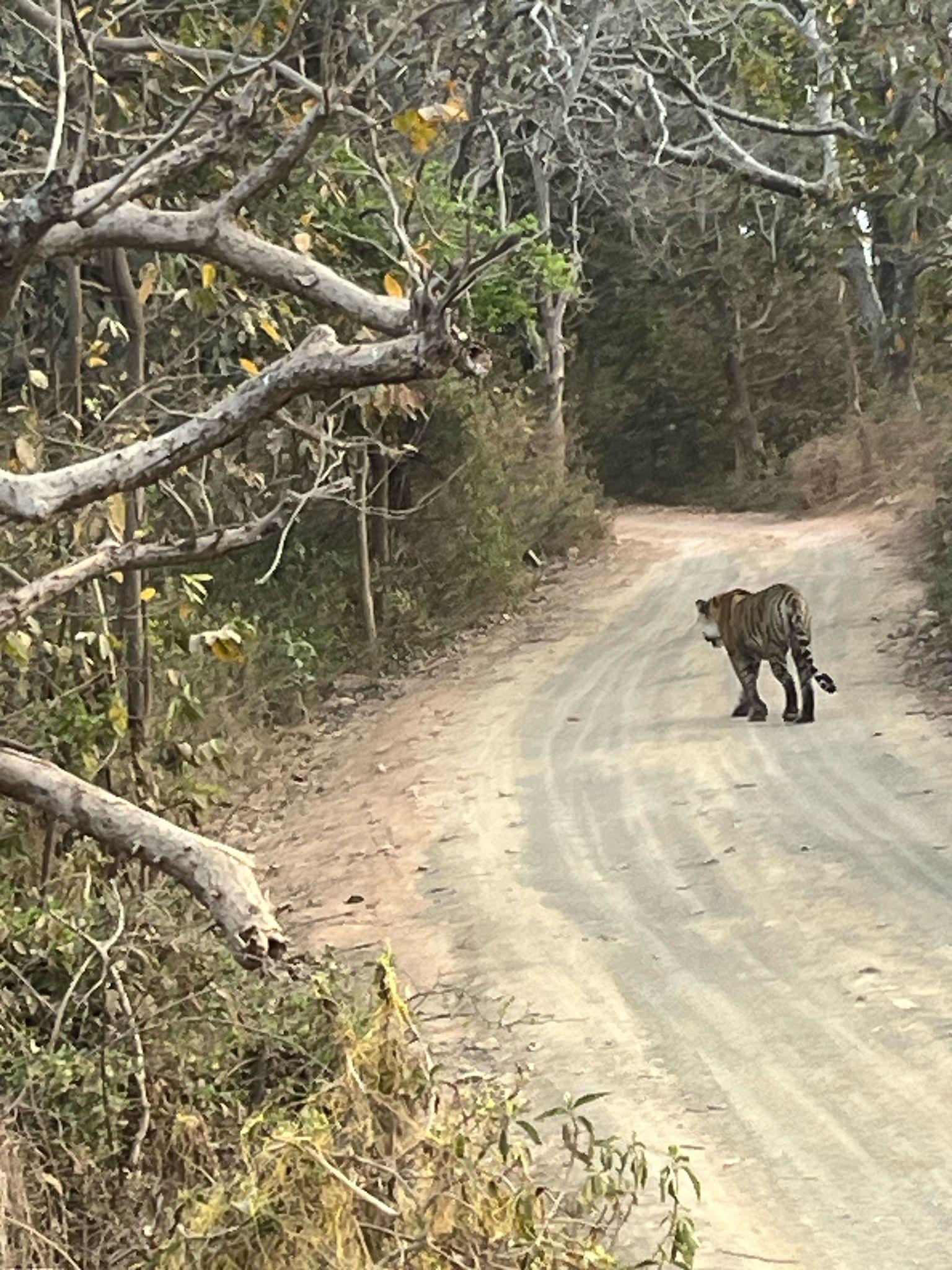 4-Day Golden Triangle & Ranthambore Private Expedition
