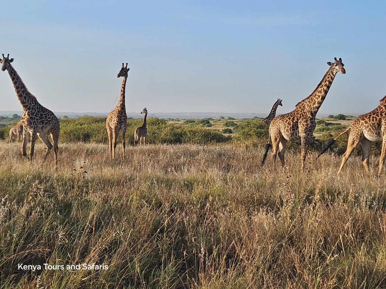 Nairobi National Park: Early Morning Guided Safari