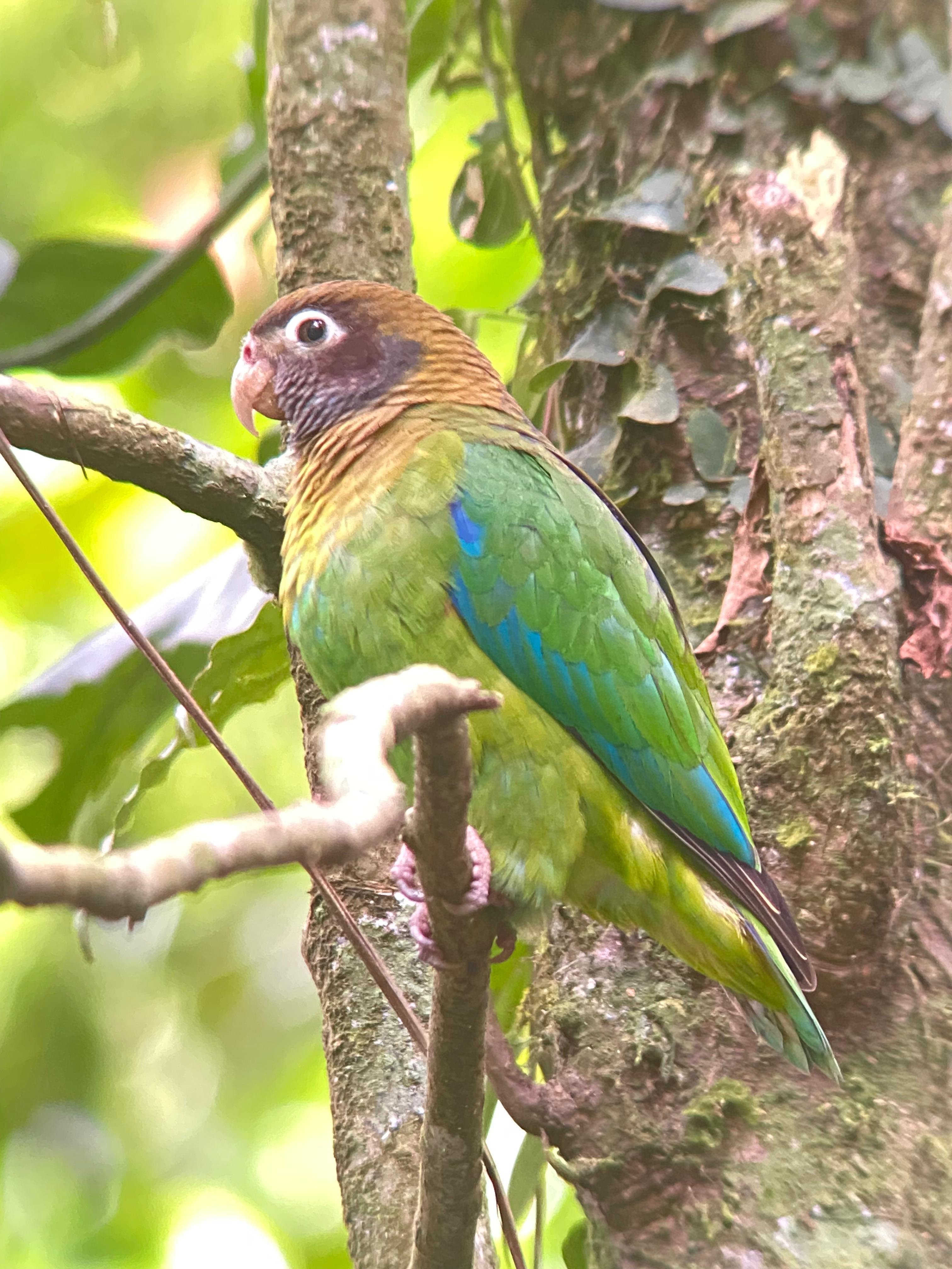 Monteverde Cloud Forest Small-Group Guided Hike