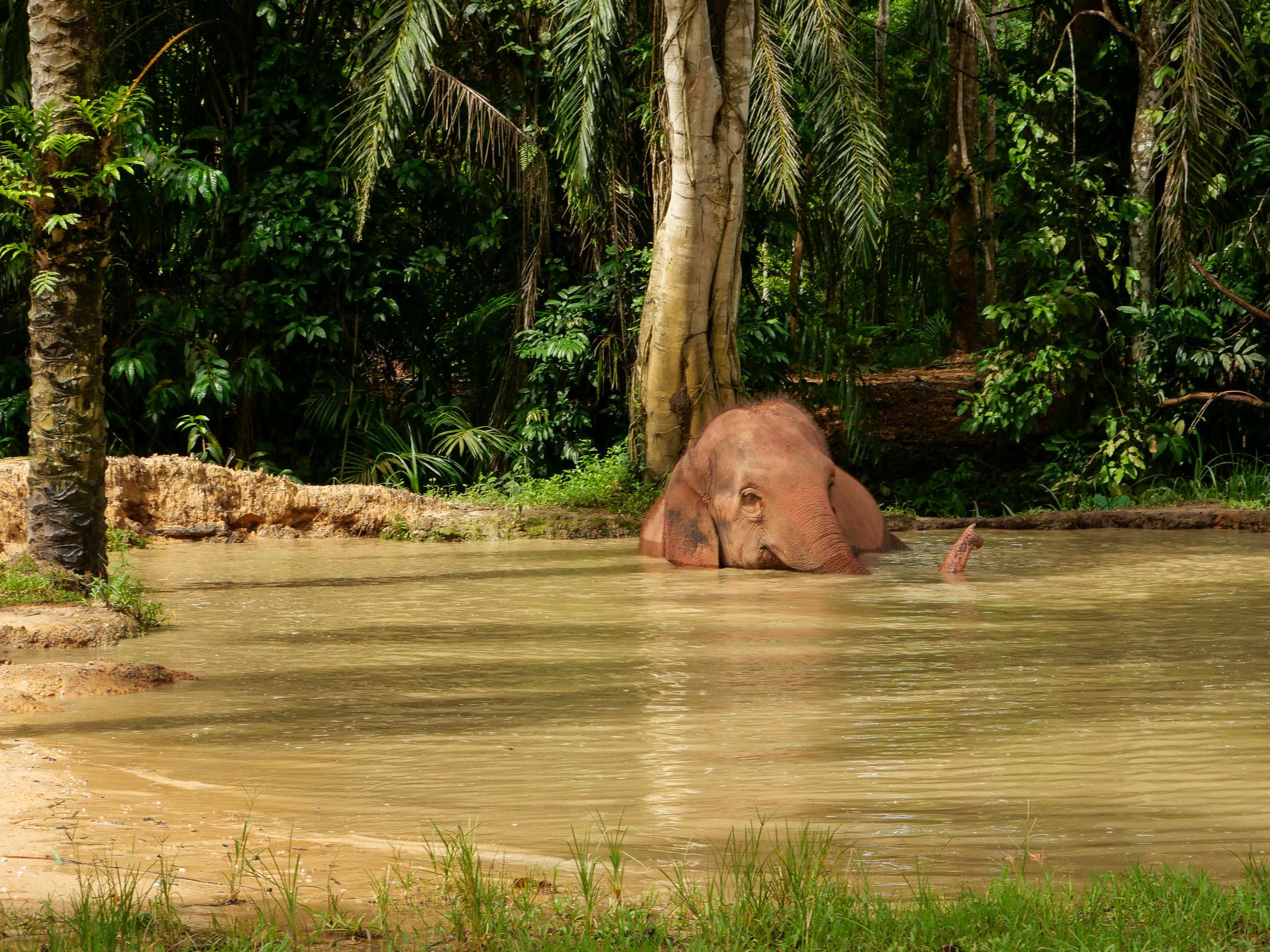 Krabi Ethical Elephant Sanctuary: Observe, Feed & Walk (No Touching)