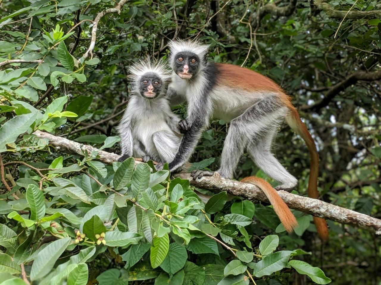 Zanzibar Full-Day Nature & Culture Tour: Jozani Forest, Blue Lagoon & Kuza Cave