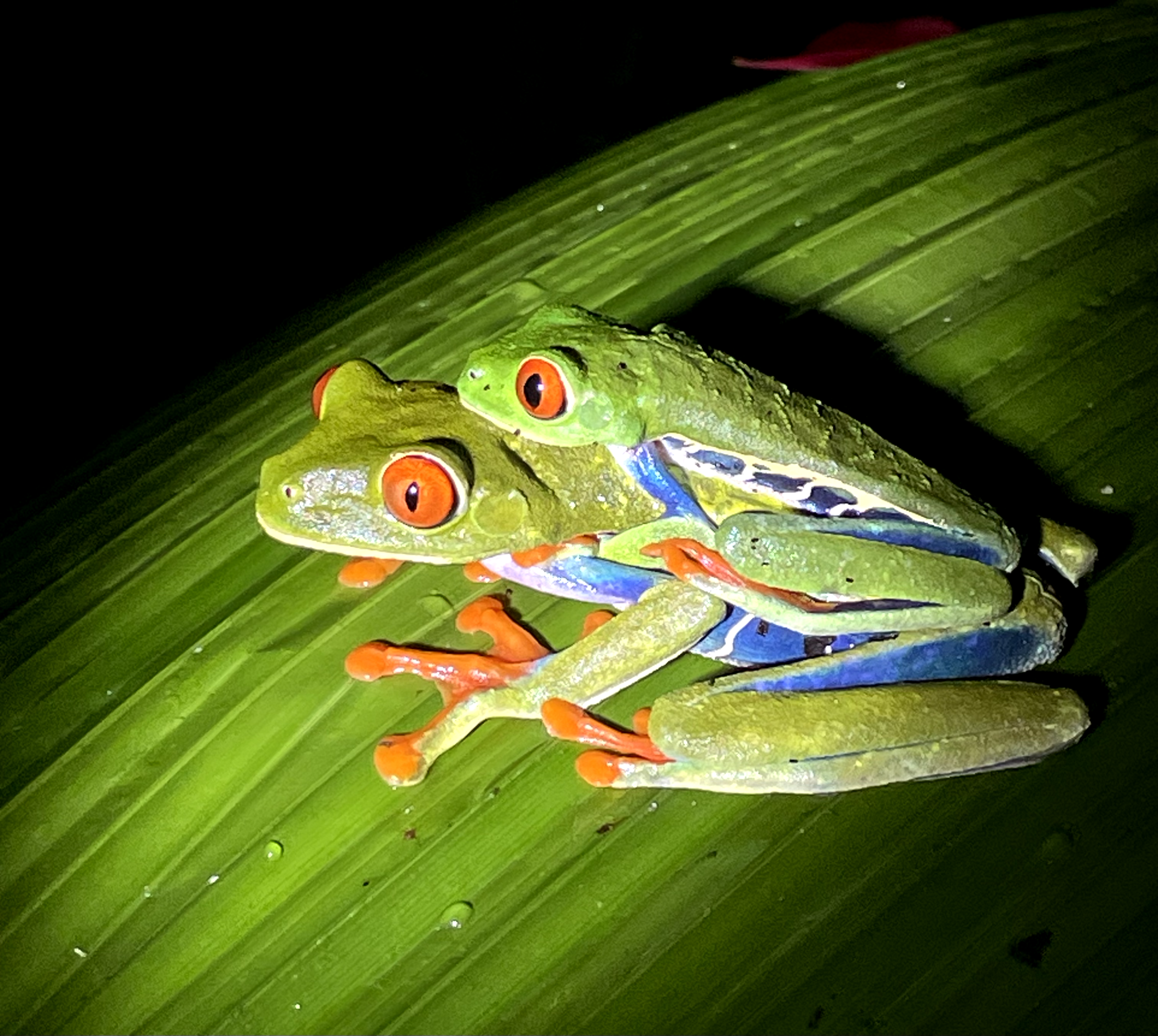 Arenal Volcano Rainforest Night Walk & Wildlife Tour