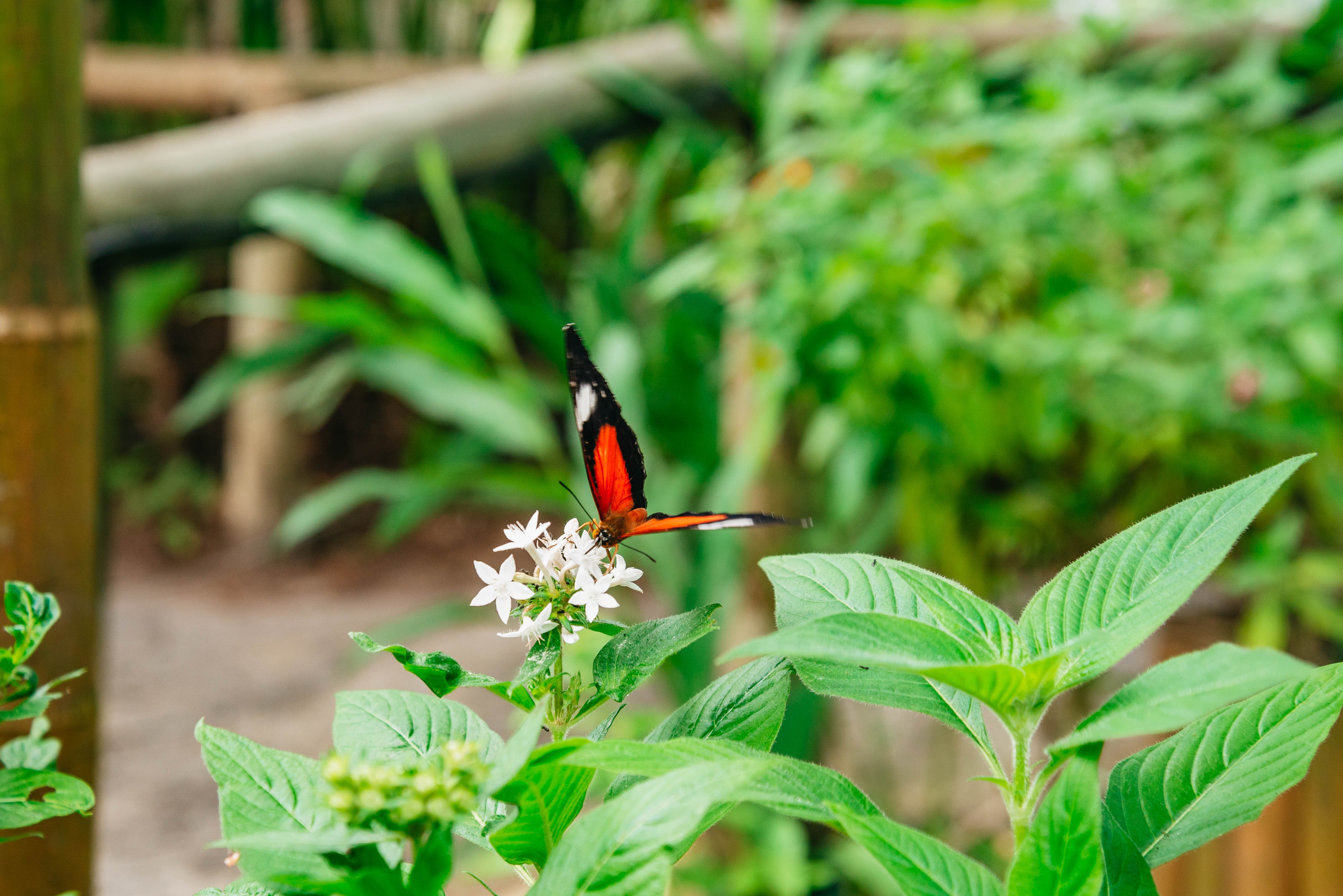 Kuranda Rainforest Full-Day Experience from Cairns