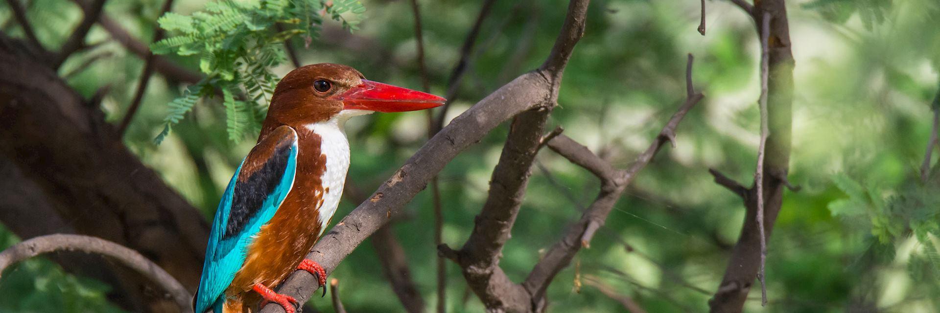 Jaipur to Agra Private Transfer via Bharatpur & Abhaneri
