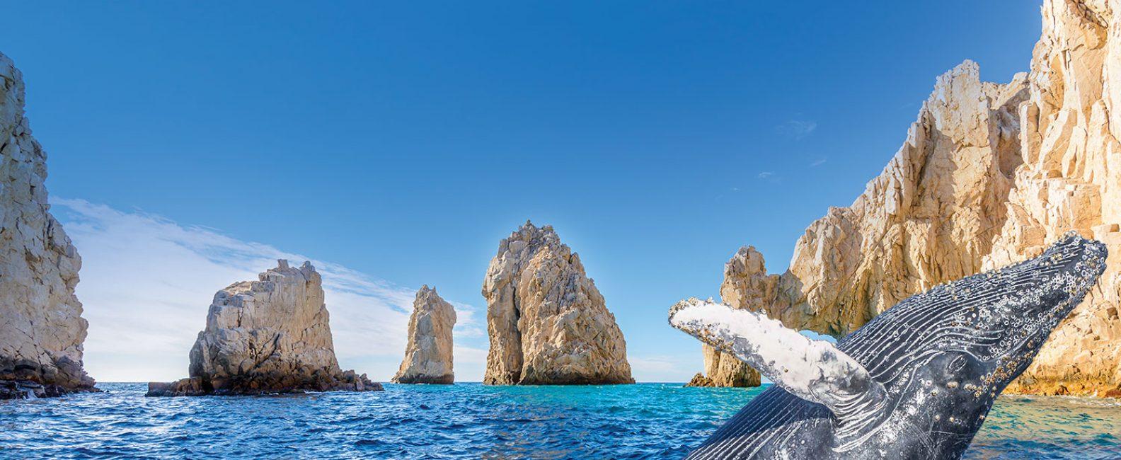 Cabo San Lucas: Arch, Whale Watching & Lover's Beach Boat Tour