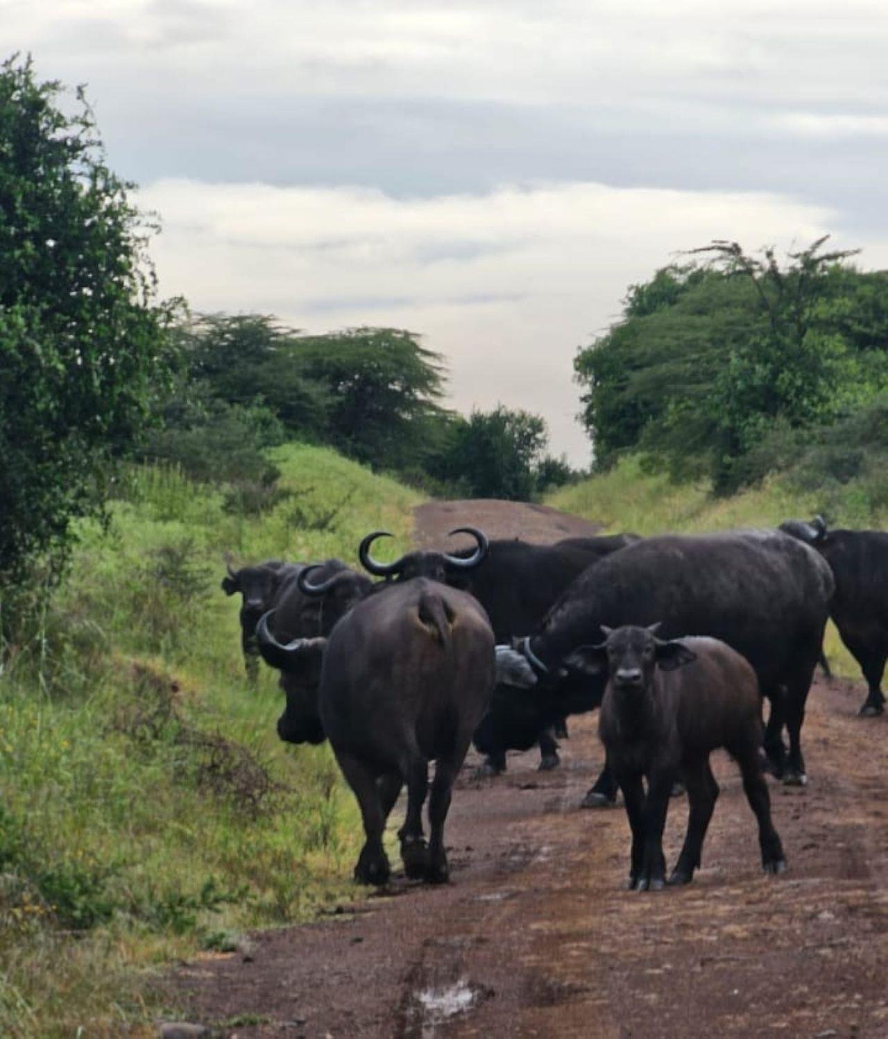 Nairobi Safari: National Park, Elephant Orphanage & Giraffe Center