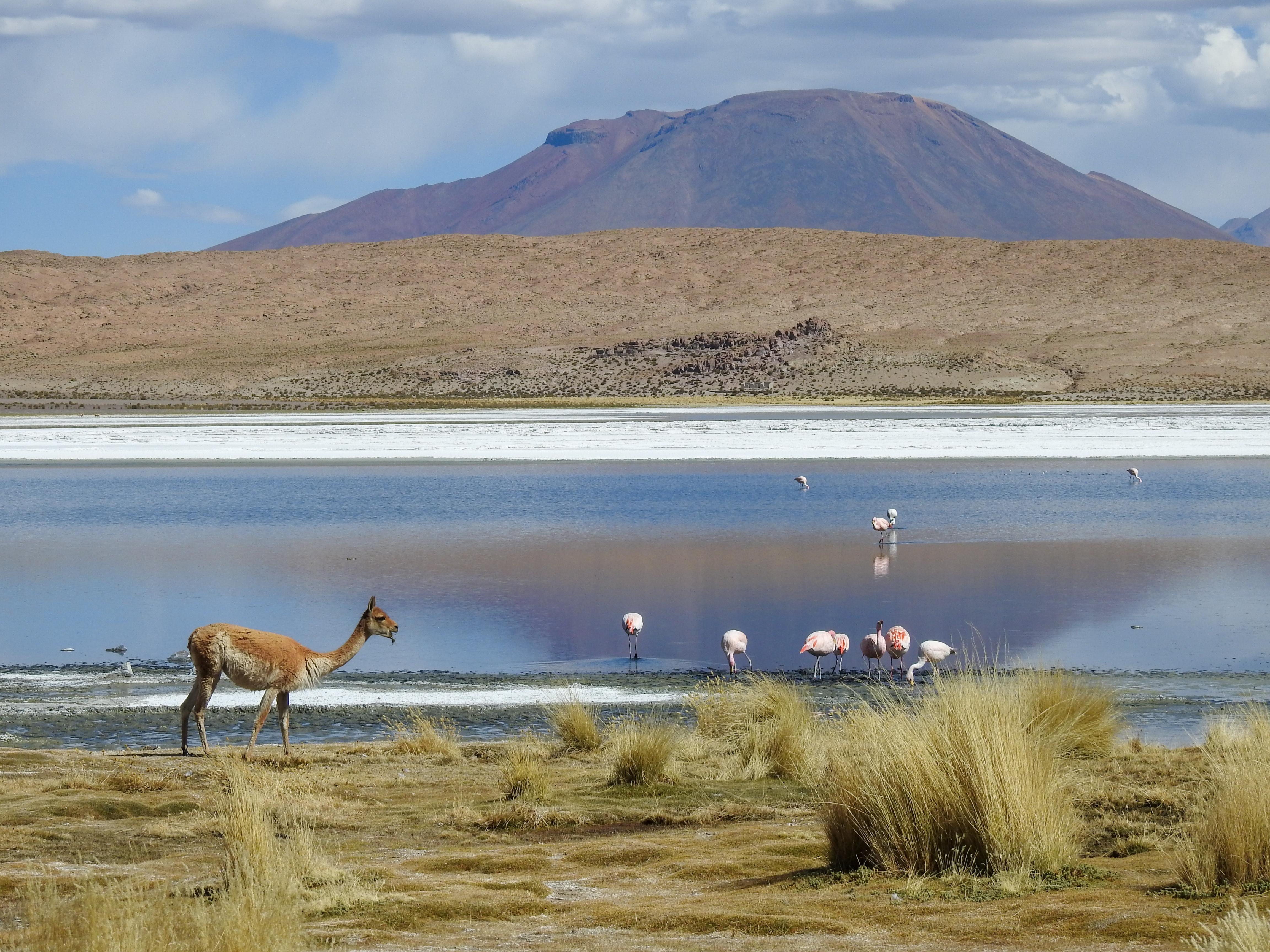 Expédition de 3 jours : Salar de Uyuni et lagunes