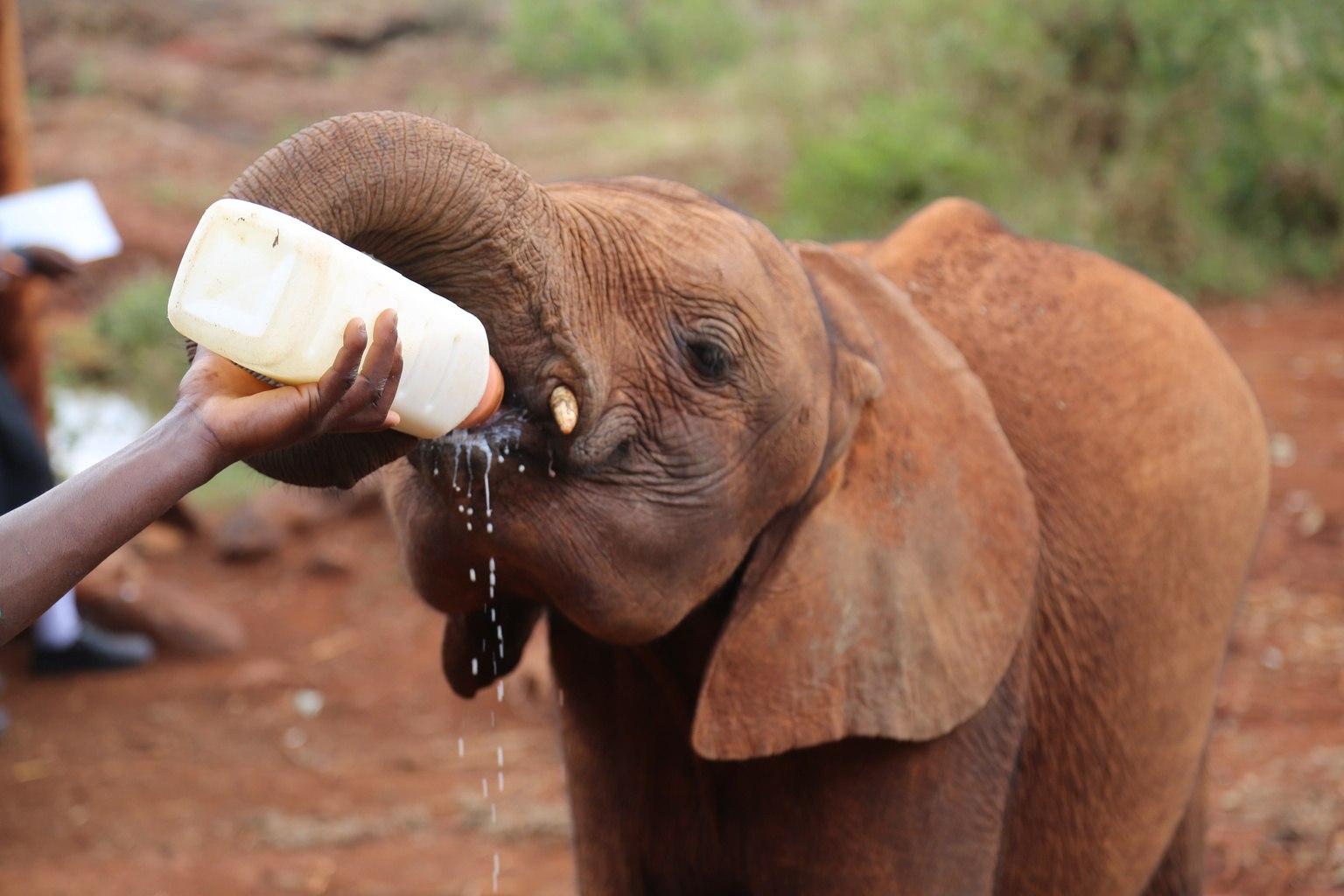 Nairobi Safari Highlights: Wildlife Parks & Elephant Sanctuary