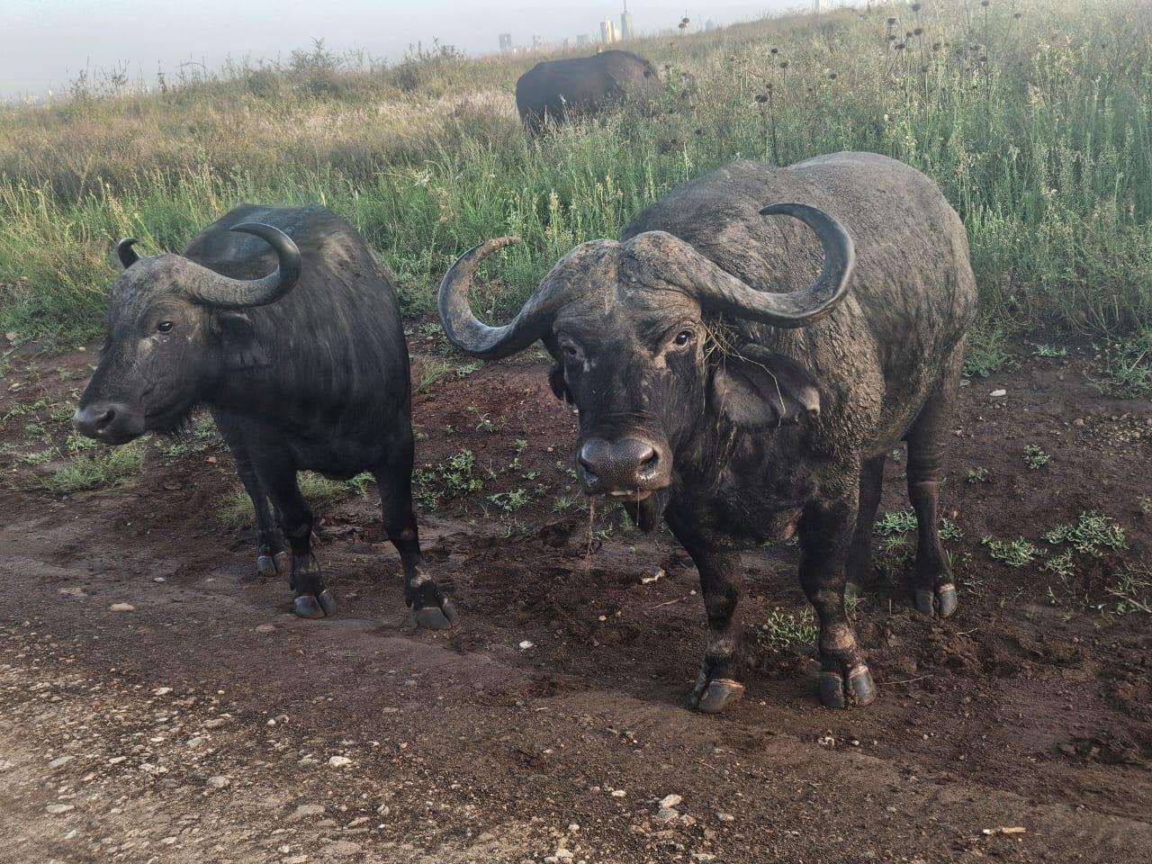 Nairobi National Park: Early Morning Guided Safari