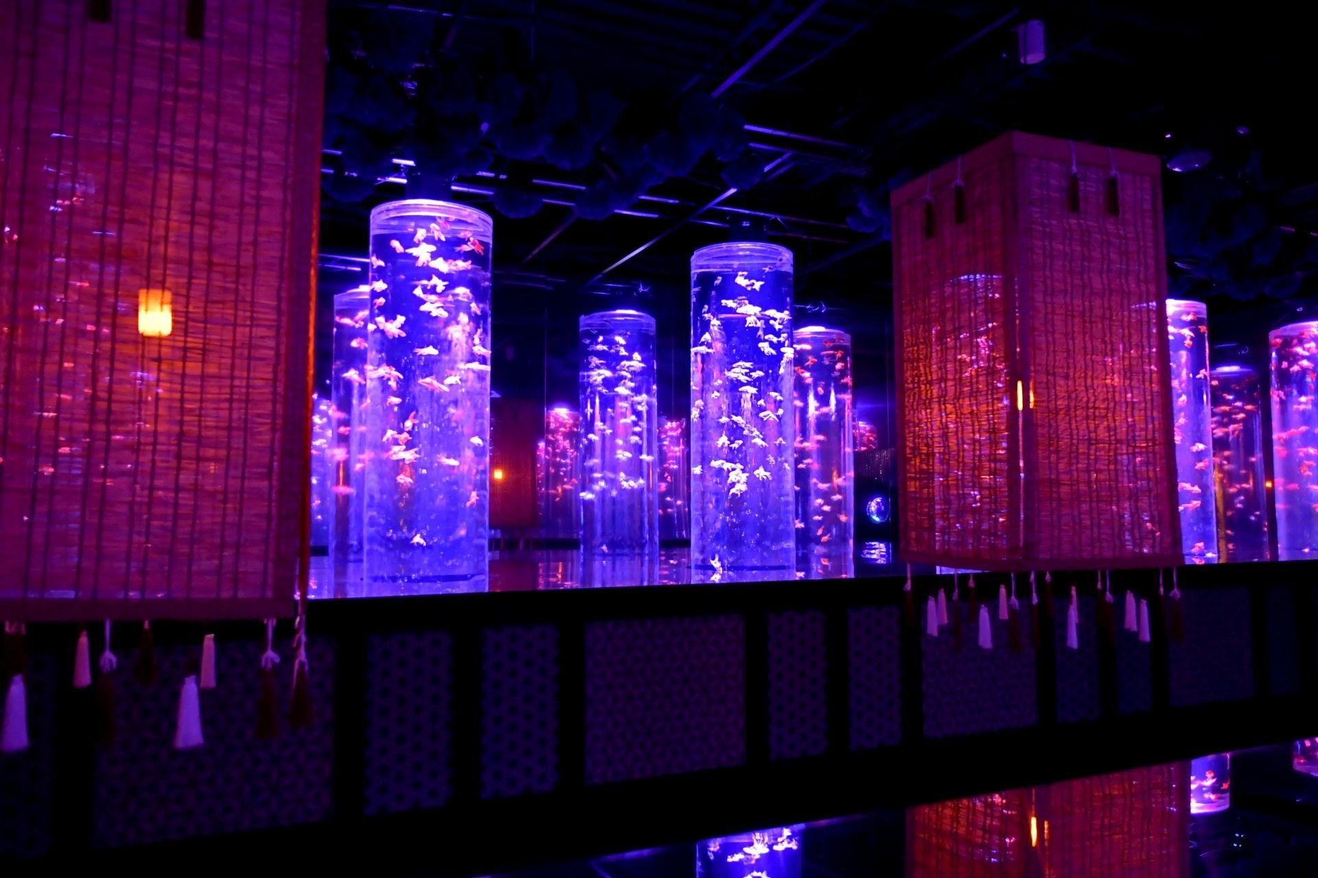 Art Aquarium Museum GINZA Entry Ticket
