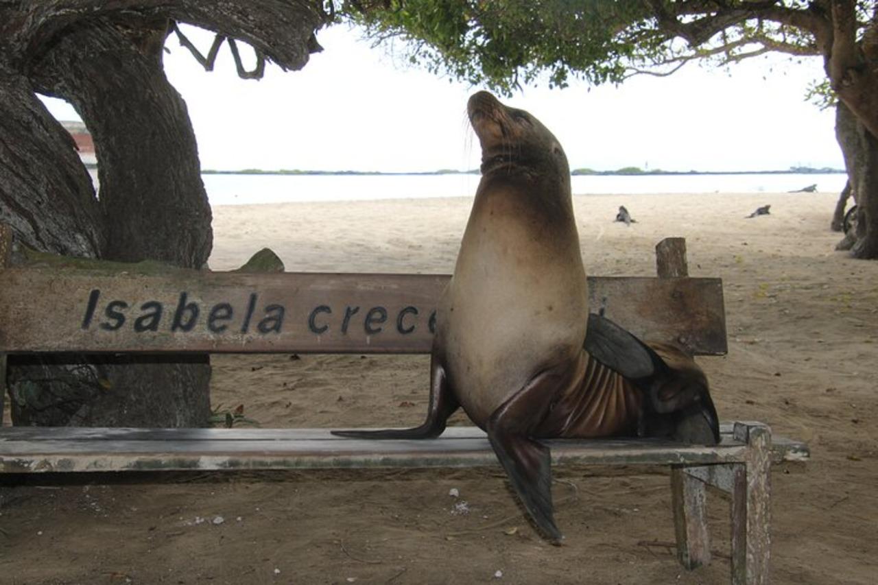 Isabela Island & Tintorera Islet Expedition from Puerto Ayora