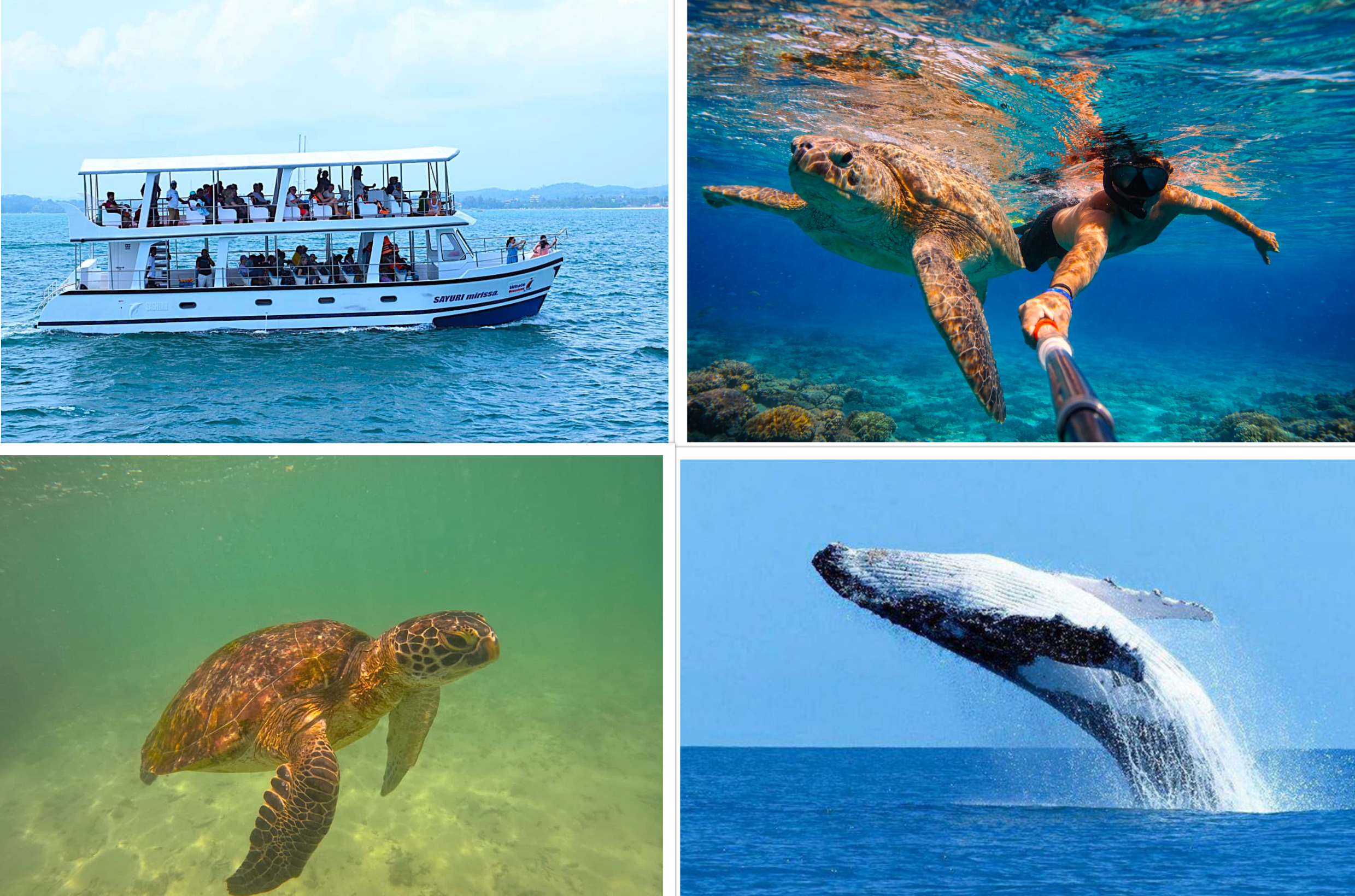 Mirissa Blue Whale Safari & Turtle Snorkeling Adventure