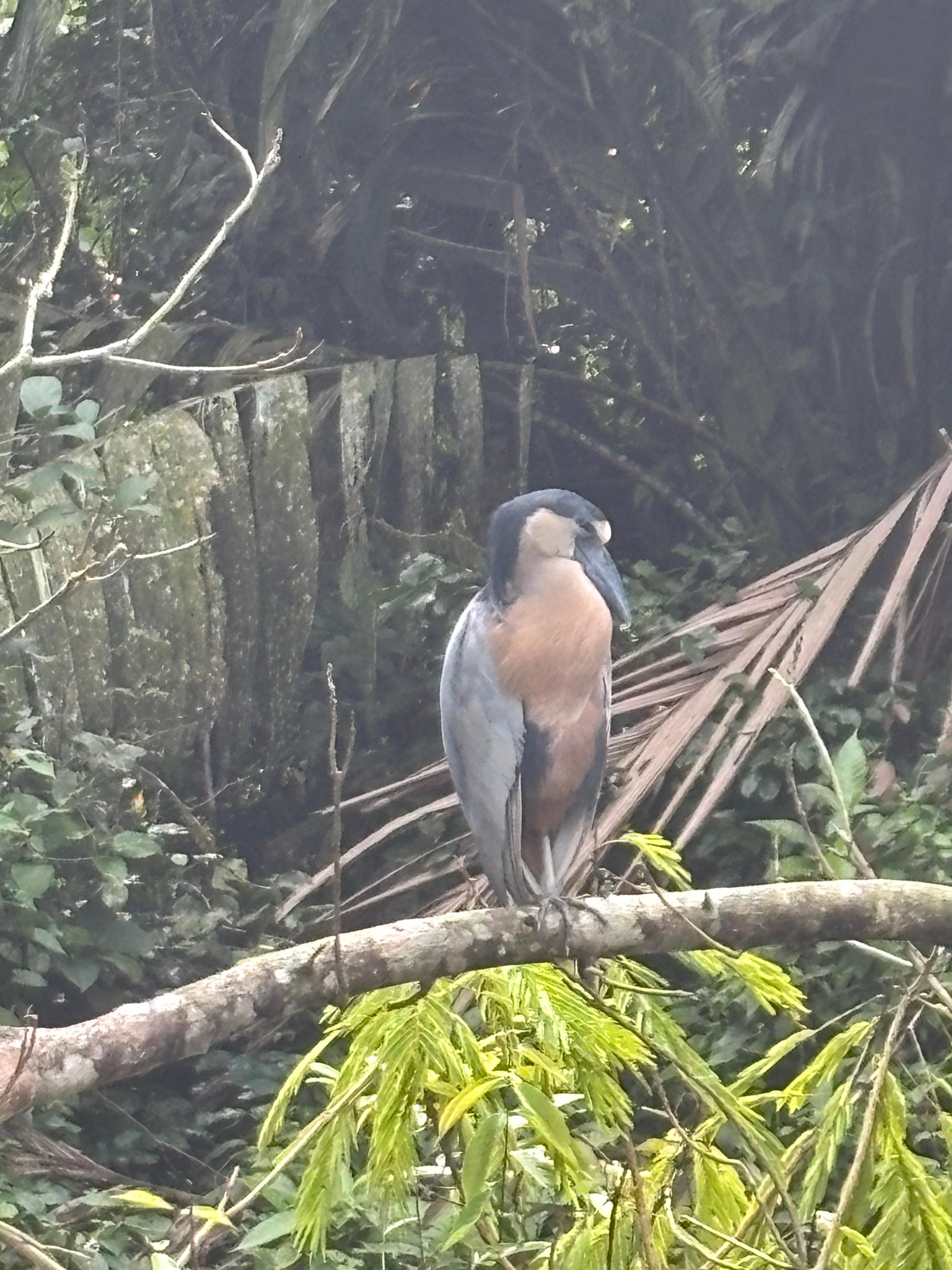 Tortuguero 2-Day Eco Adventure: Canoe, Jaguar Trail, Night Walk & Turtle Nesting