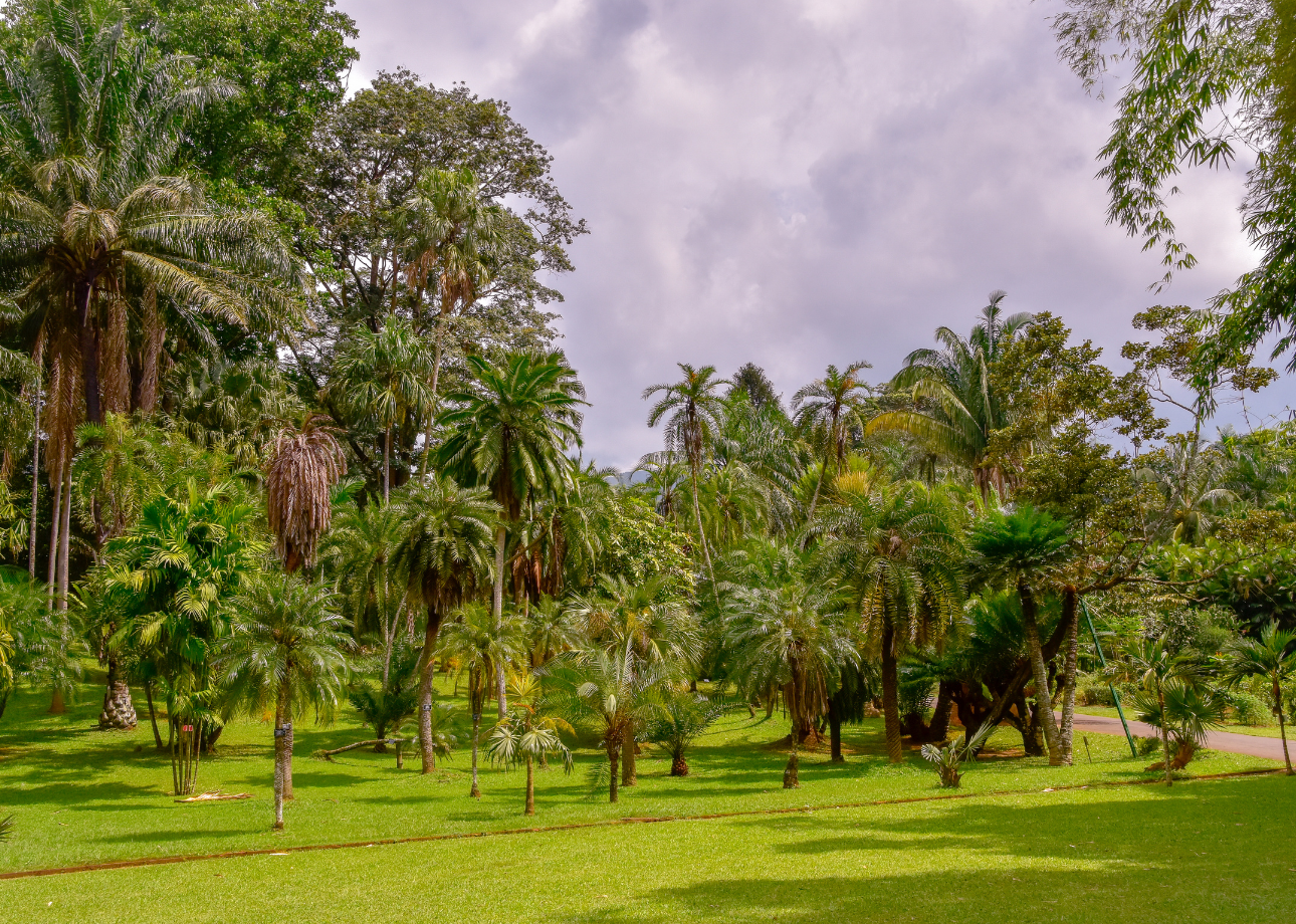 Kandy Heritage & Tea Country Day Trip from Bentota