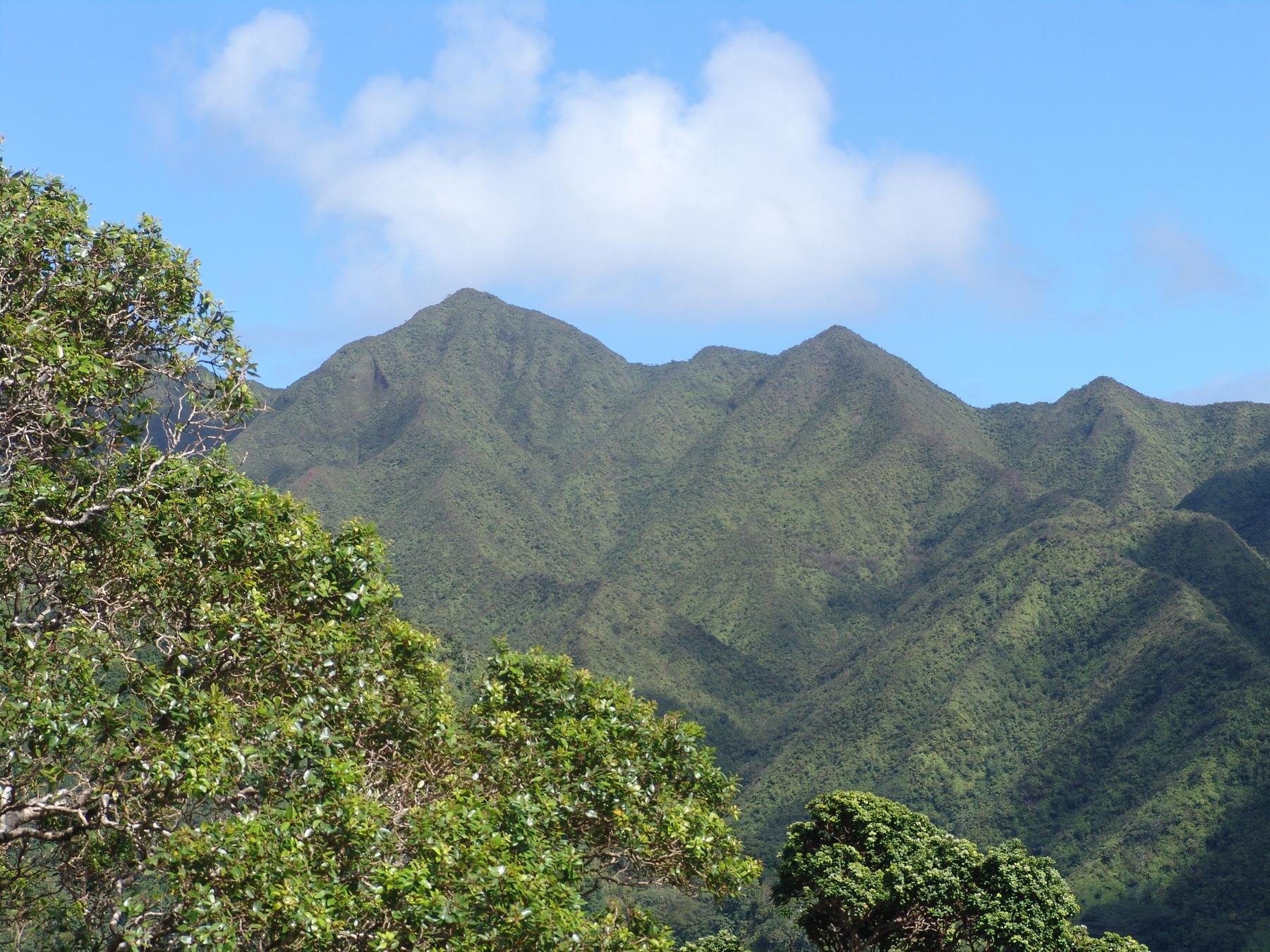 Honolulu Volcanic Rainforest Trek