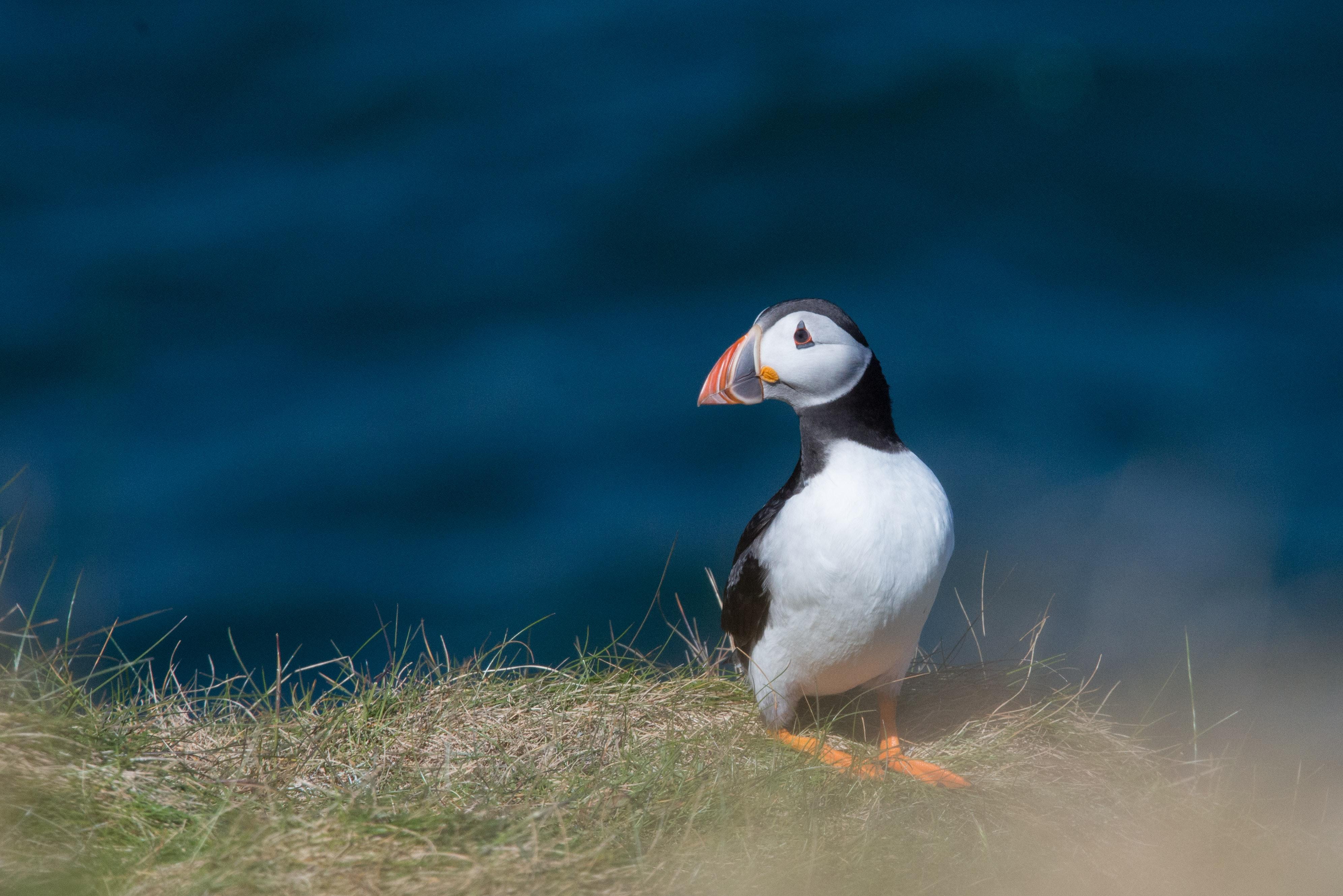 Northeast Scotland Coastal Discovery Tour