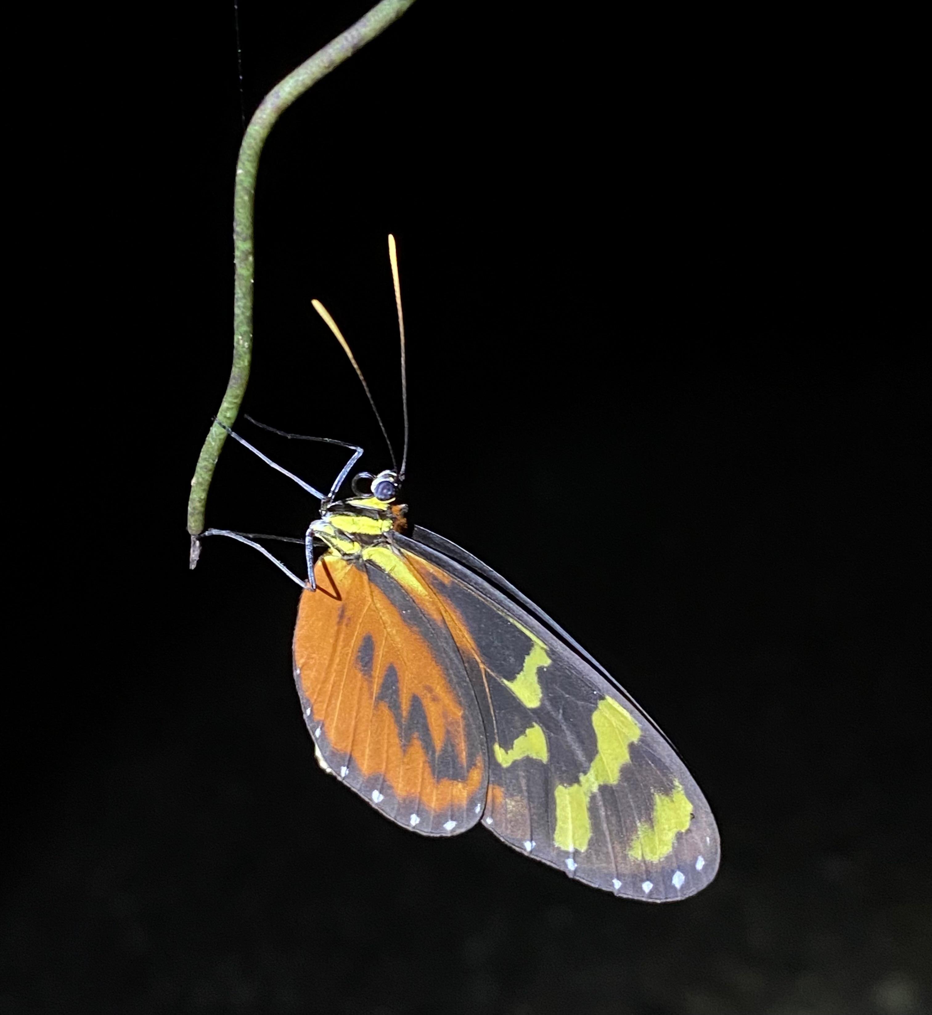 Manuel Antonio Night Wildlife Walk with Expert Naturalist