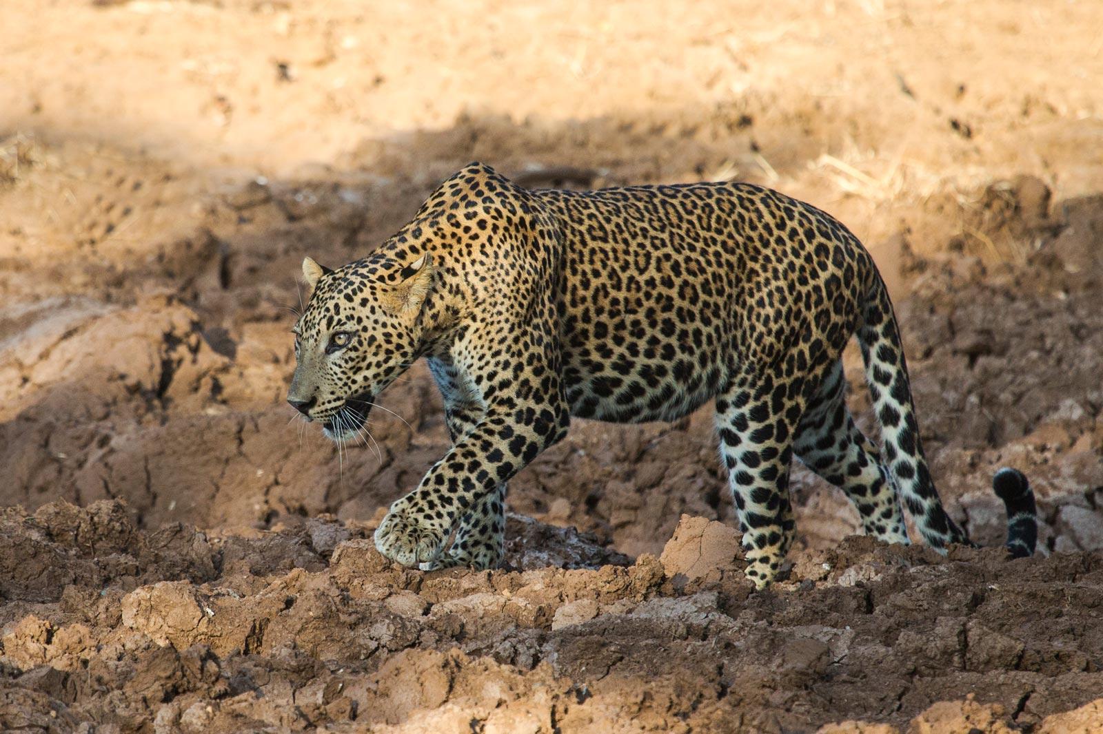 Yala National Park: All-Inclusive Private Safari