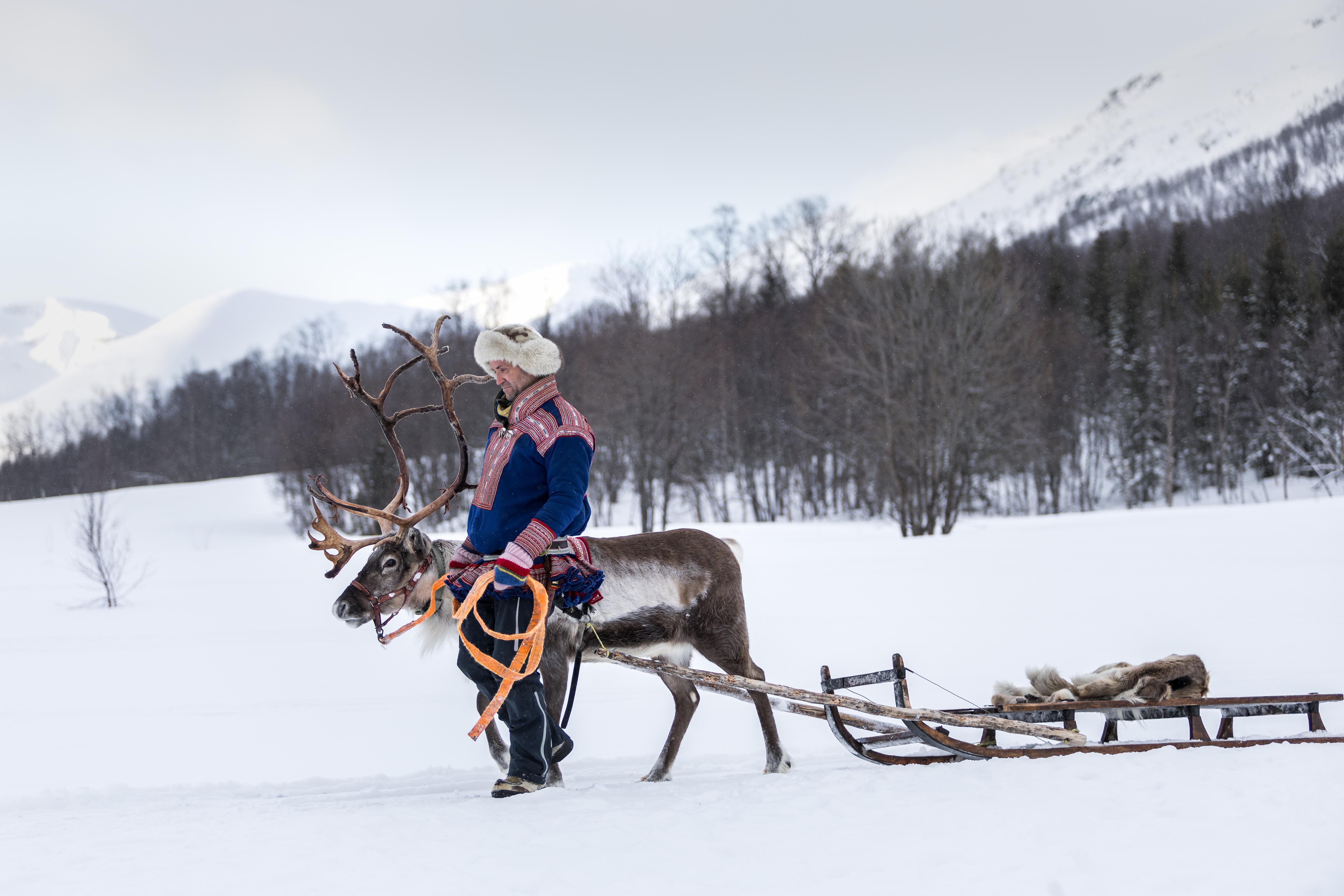 From Tromsø: Reindeer Sledding at Camp Tamok
