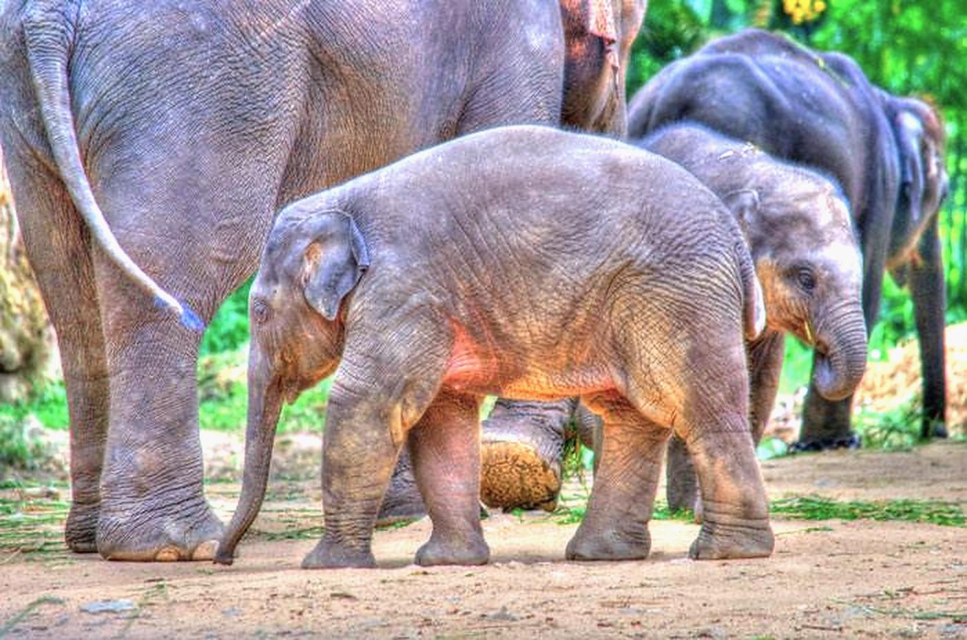 Bannerghatta Wildlife & Bangalore Heritage Private Tour