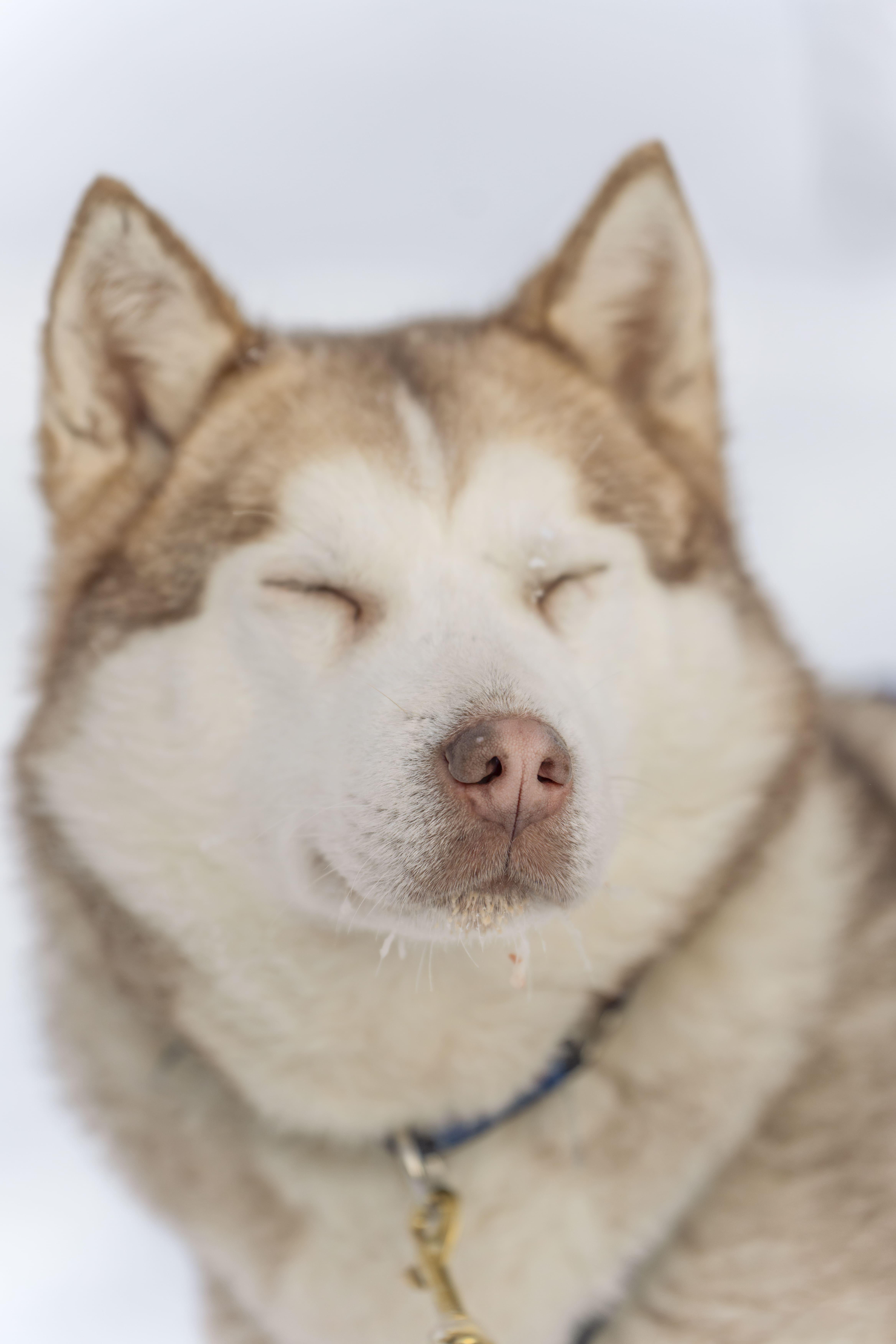 Rovaniemi Snowmobile Safari & Arctic Wildlife Day Tour