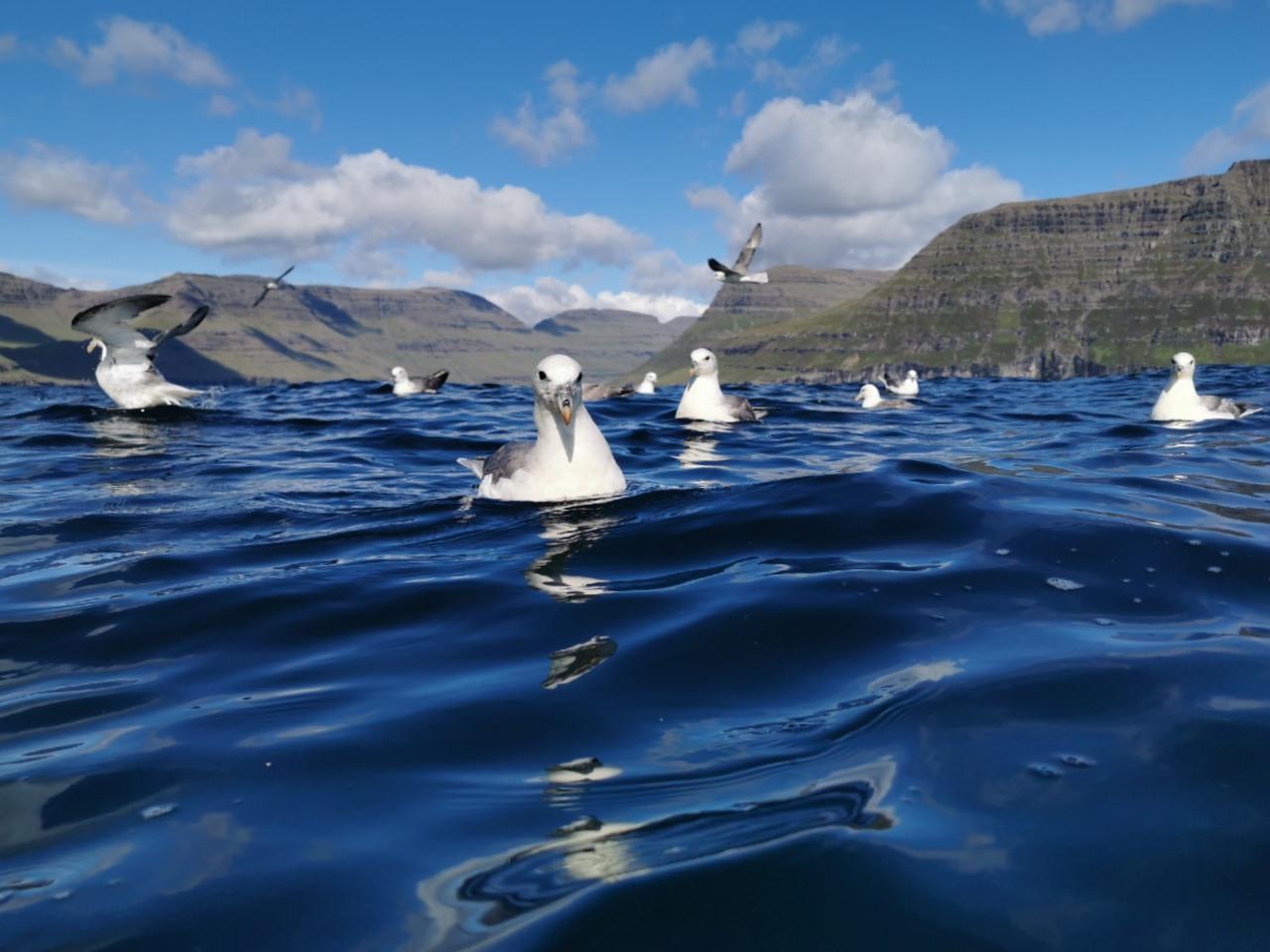 Árnafjørður Seabird, Seal & Sea Cave Expedition