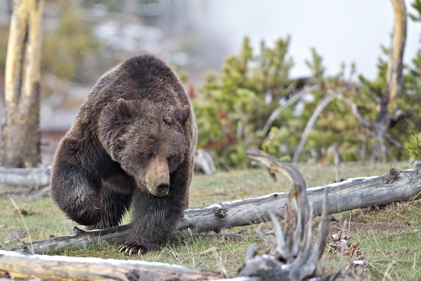 Yellowstone Wildlife & Geothermal Day Tour from Jackson Hole