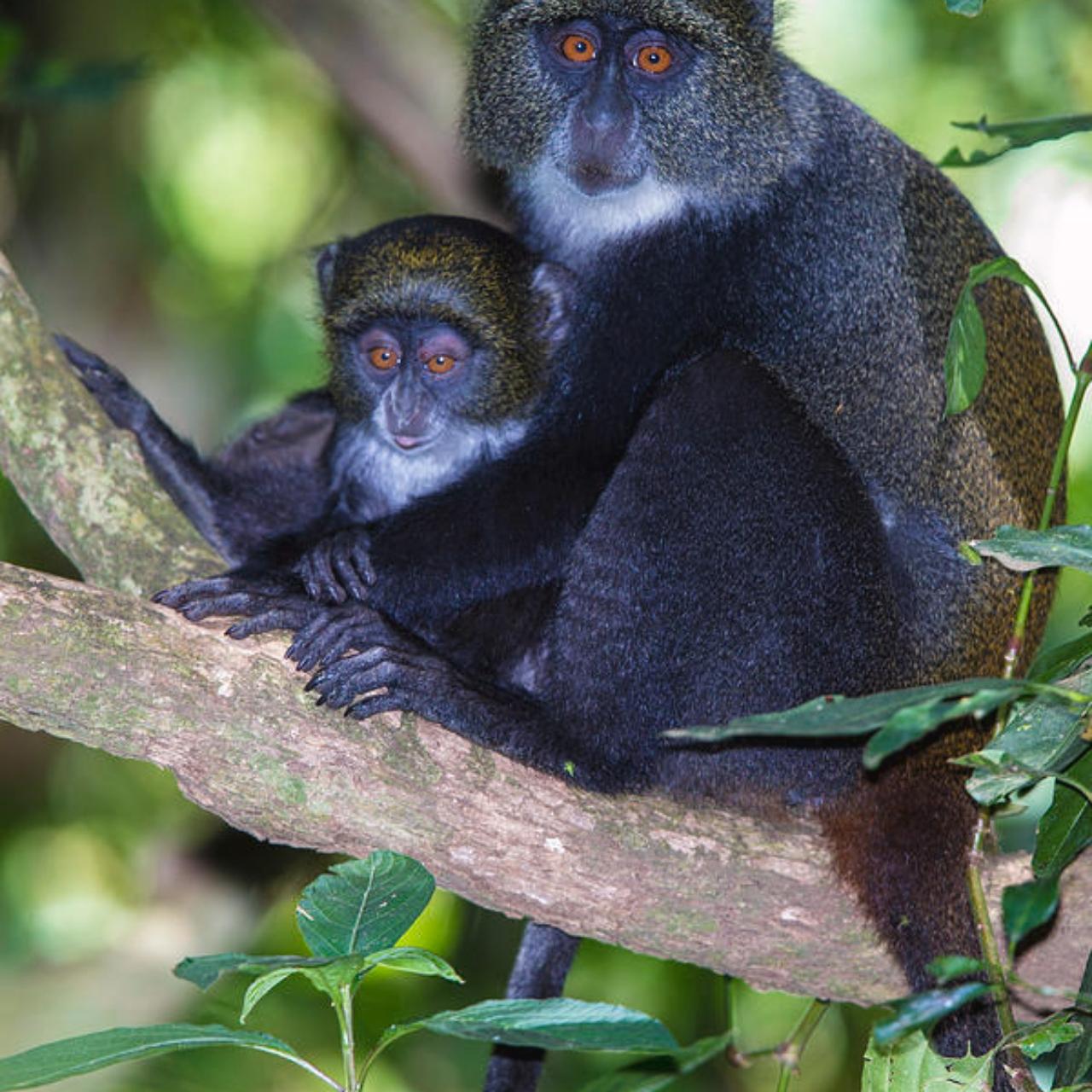 Zanzibar Jozani Forest & The Rock Restaurant Day Tour