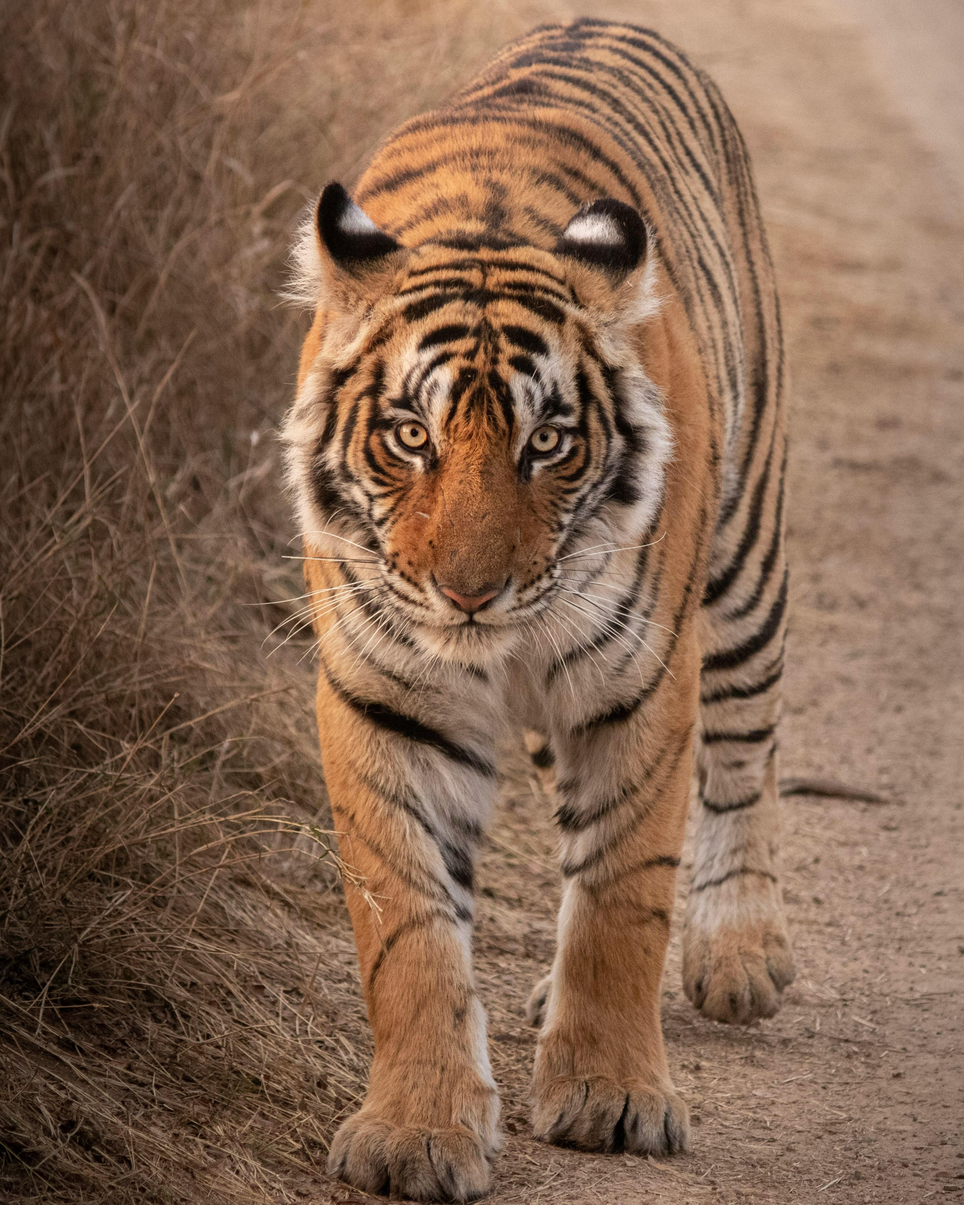 Ranthambore Tiger Reserve Open Jeep Safari