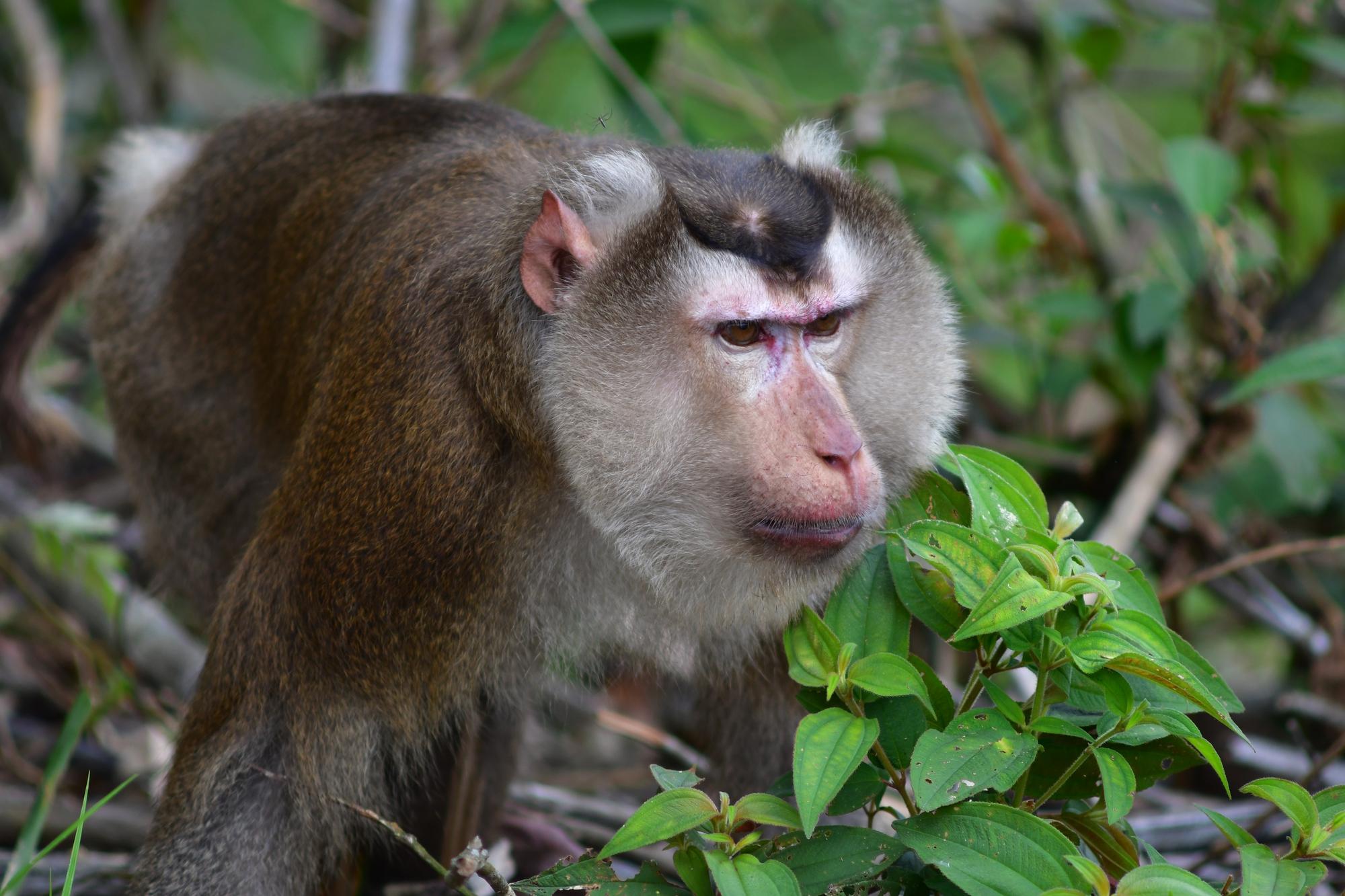 Cuc Phuong National Park: Wildlife, Cave & Jungle Trek Day Tour