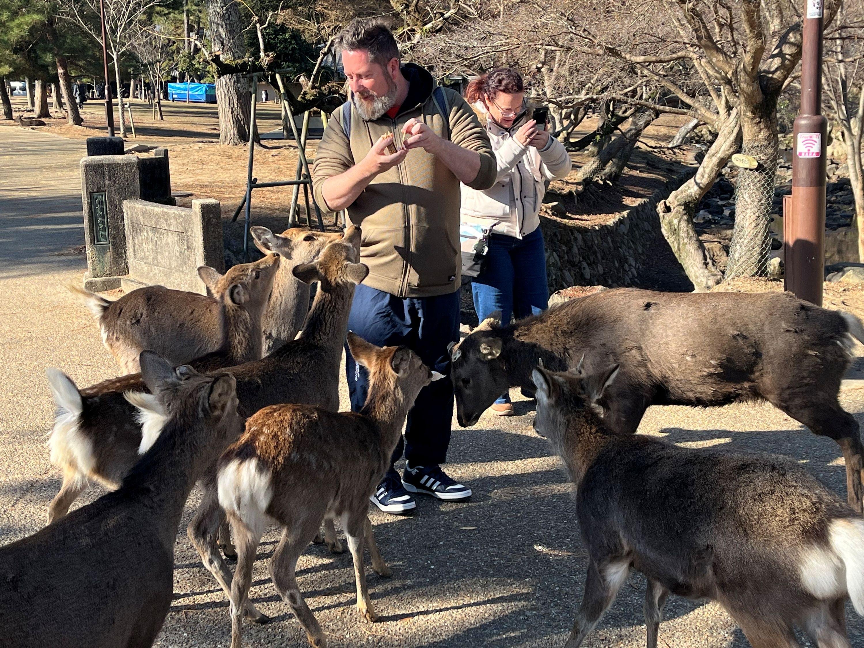 Kyoto to Nara: Guided Half-Day History & Temple Tour with Lunch
