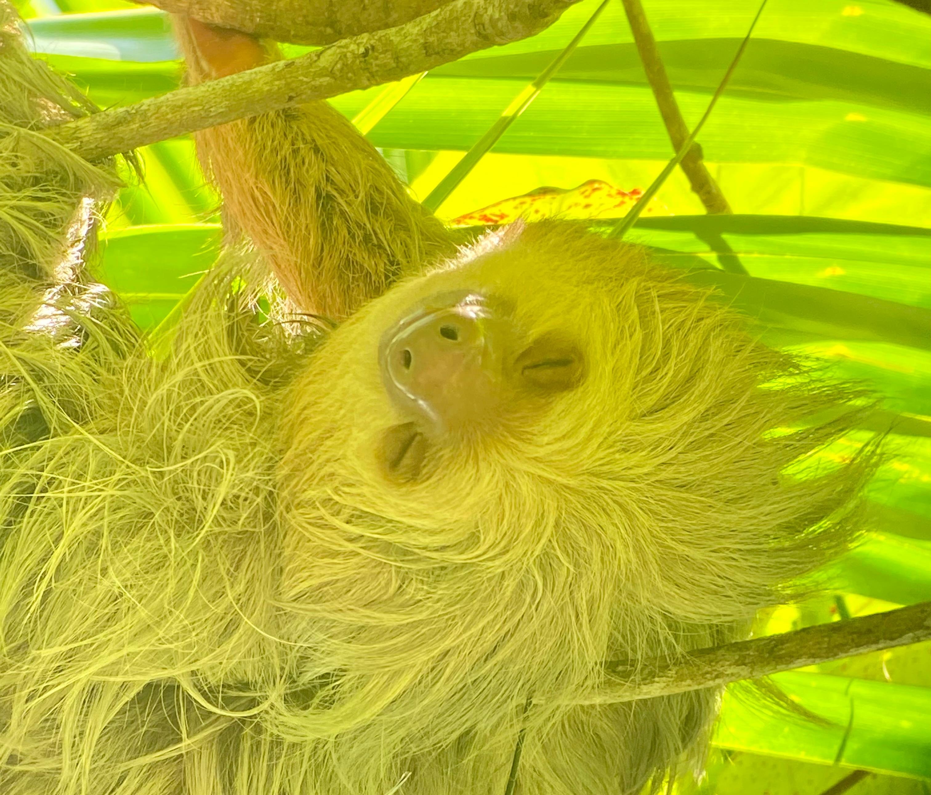 Manuel Antonio National Park: Naturalist-Led Wildlife Walking Tour