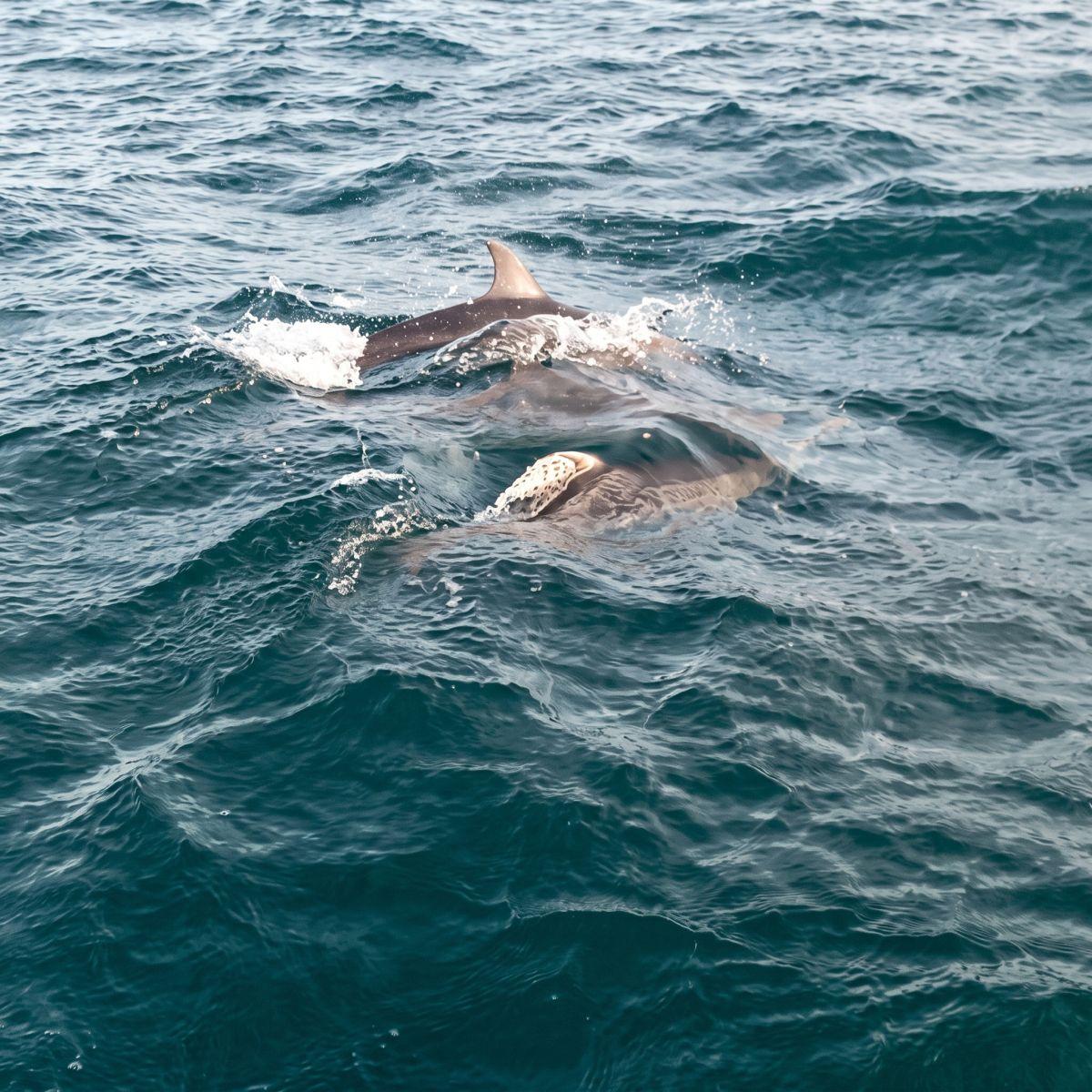 Trincomalee Whale & Dolphin Watching Boat Tour