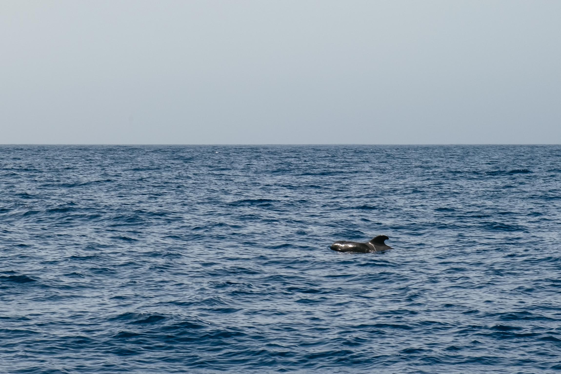 Eco-Friendly Whale & Dolphin Catamaran Cruise in Costa Adeje