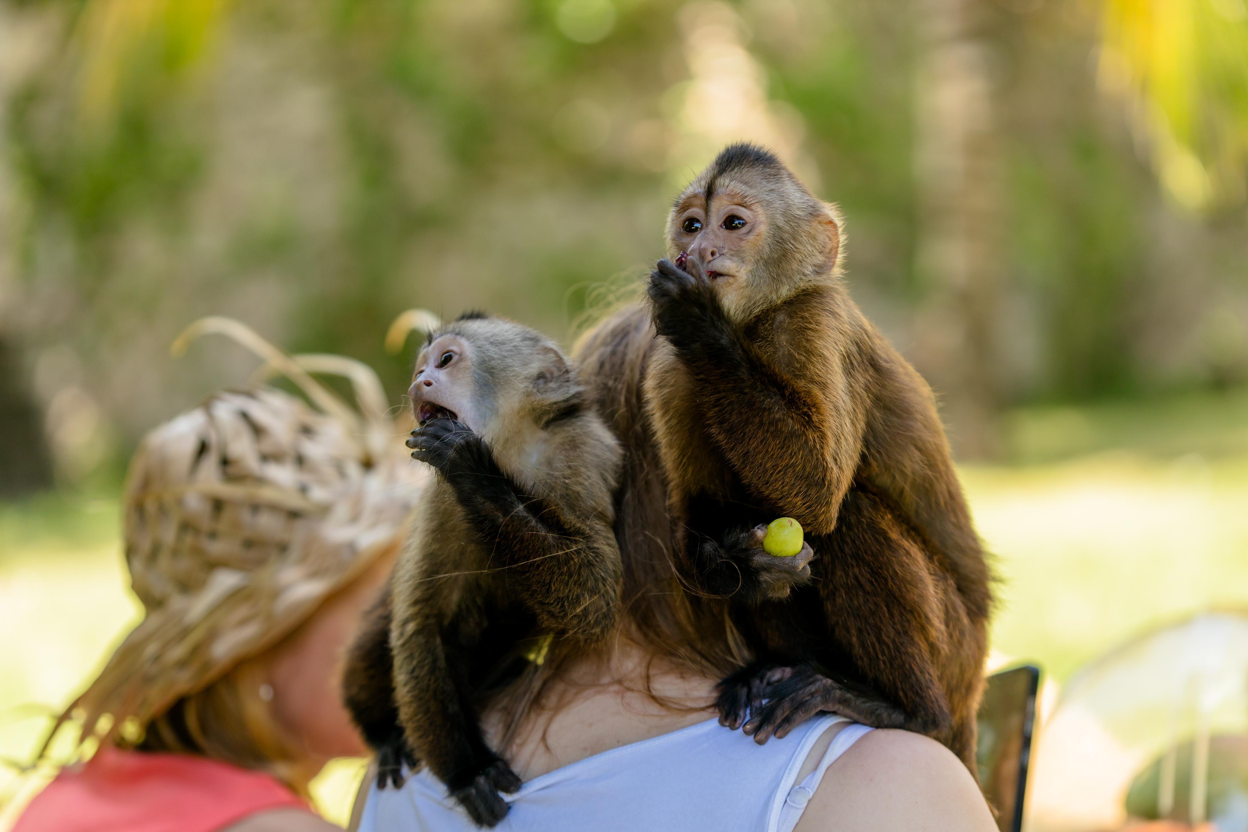 Punta Cana Monkey House: Up-Close Primate Encounter
