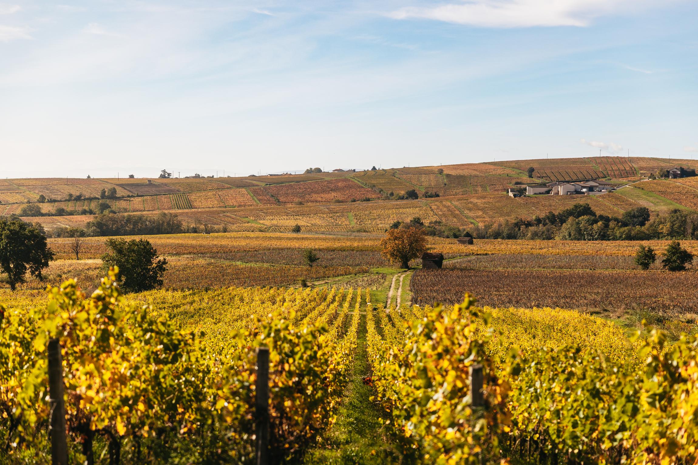 wine tour in Lyon — photo 2