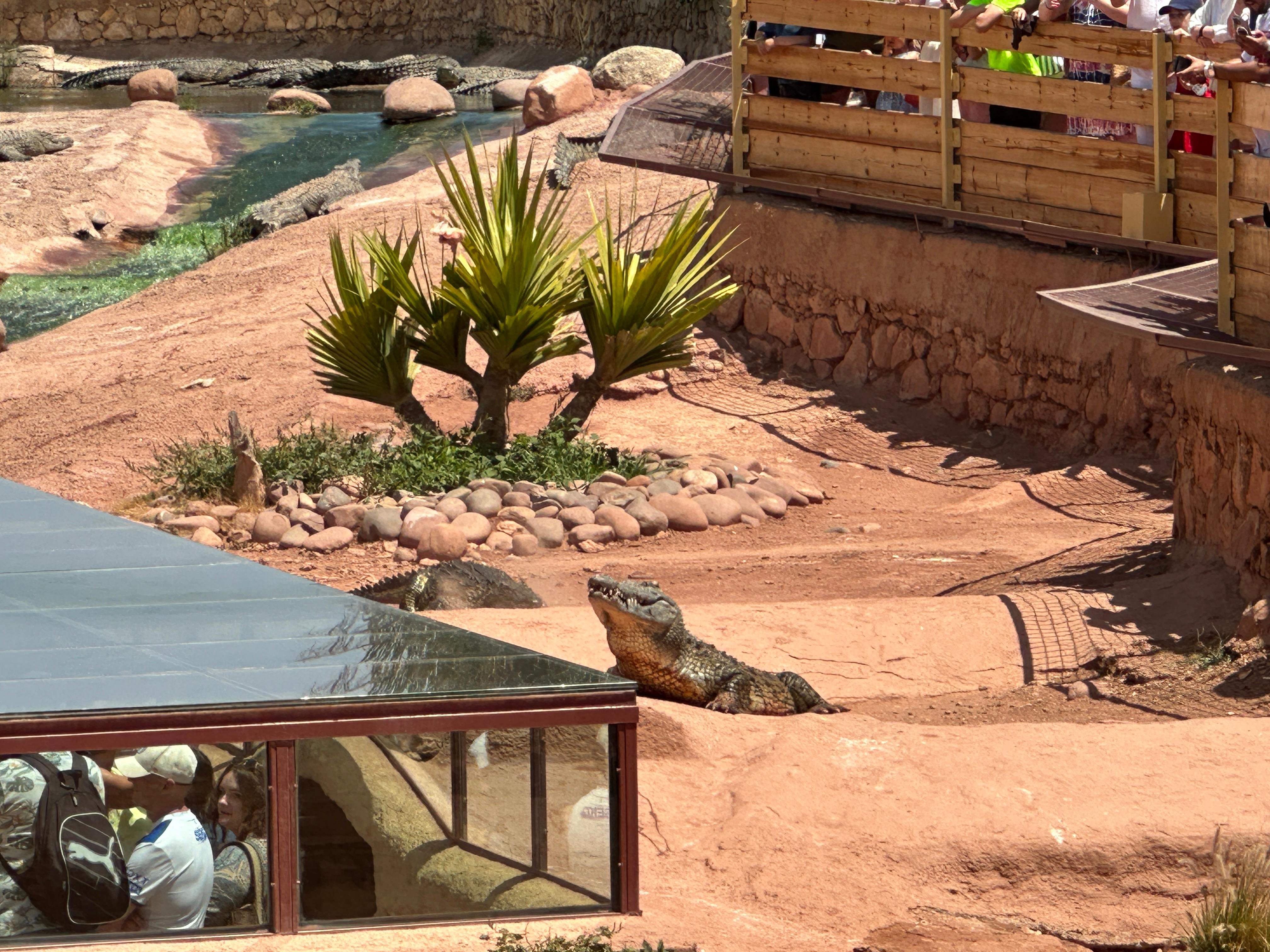 Agadir: Argan Goats and Crocoparc Excursion
