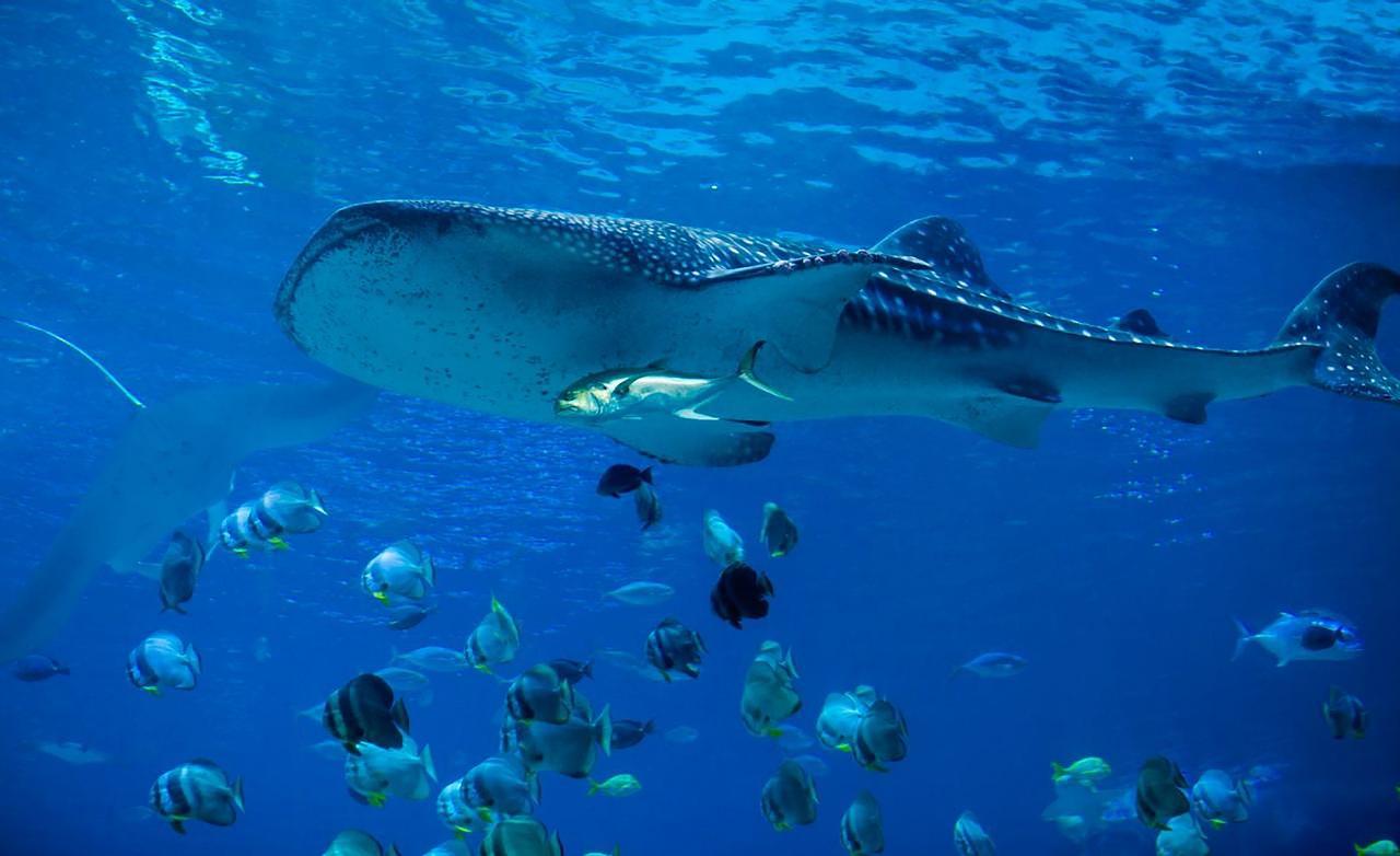 Sharm el-Sheikh: White Island & Ras Mohamed National Park Snorkeling Day Trip