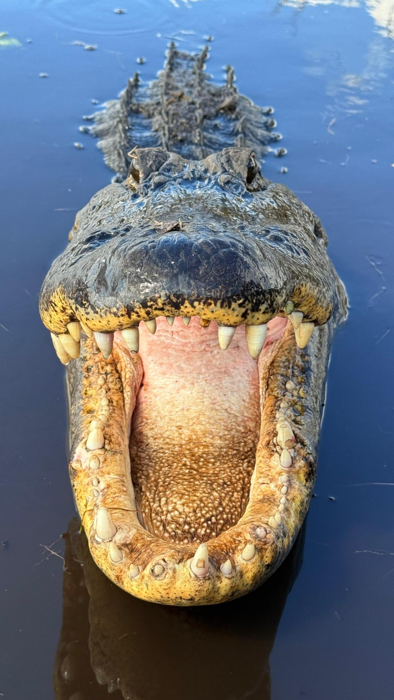 Everglades full-day trip from Miami — image 12