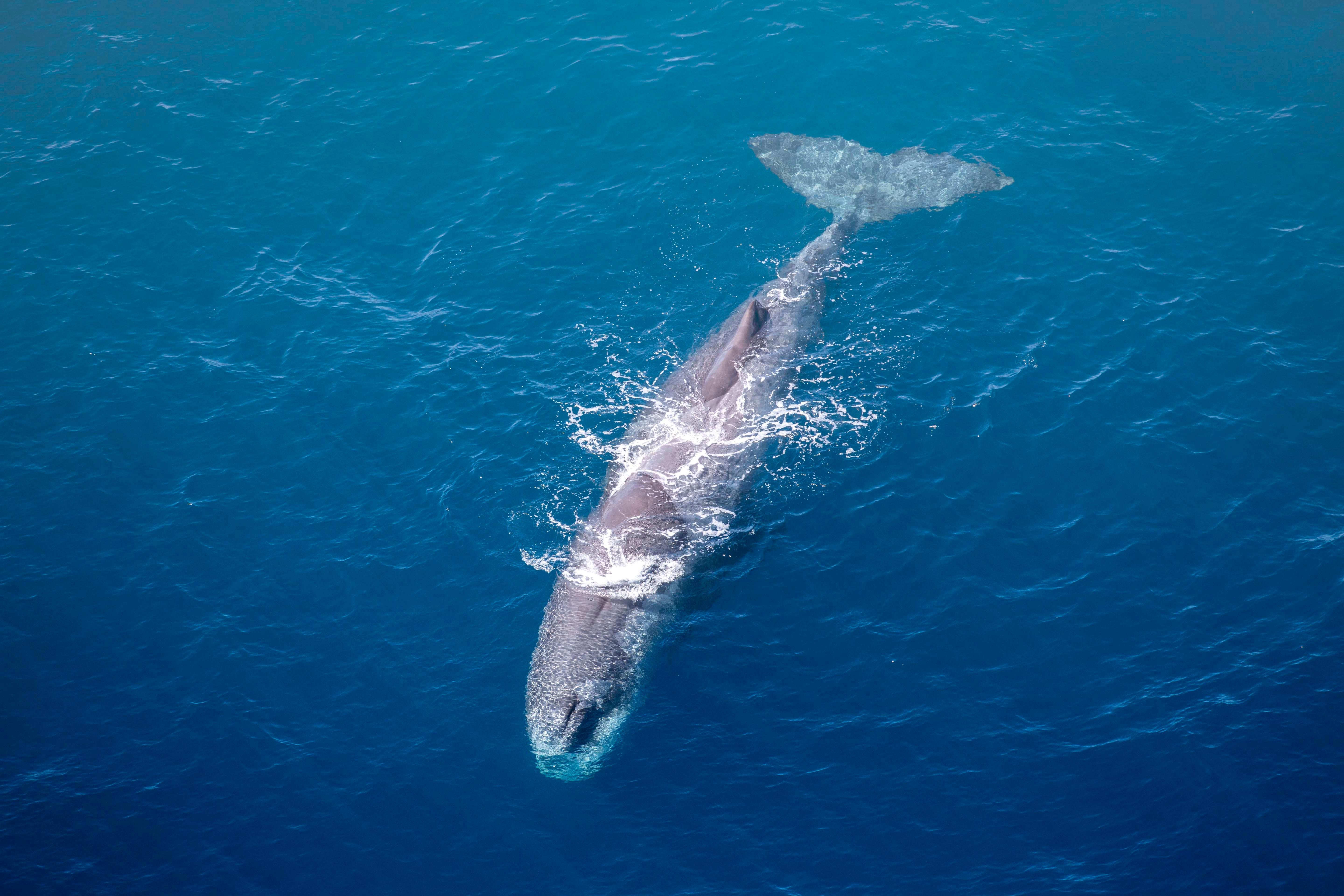 Kaikōura Whale Watch Flight & Coastal Explorer from Christchurch