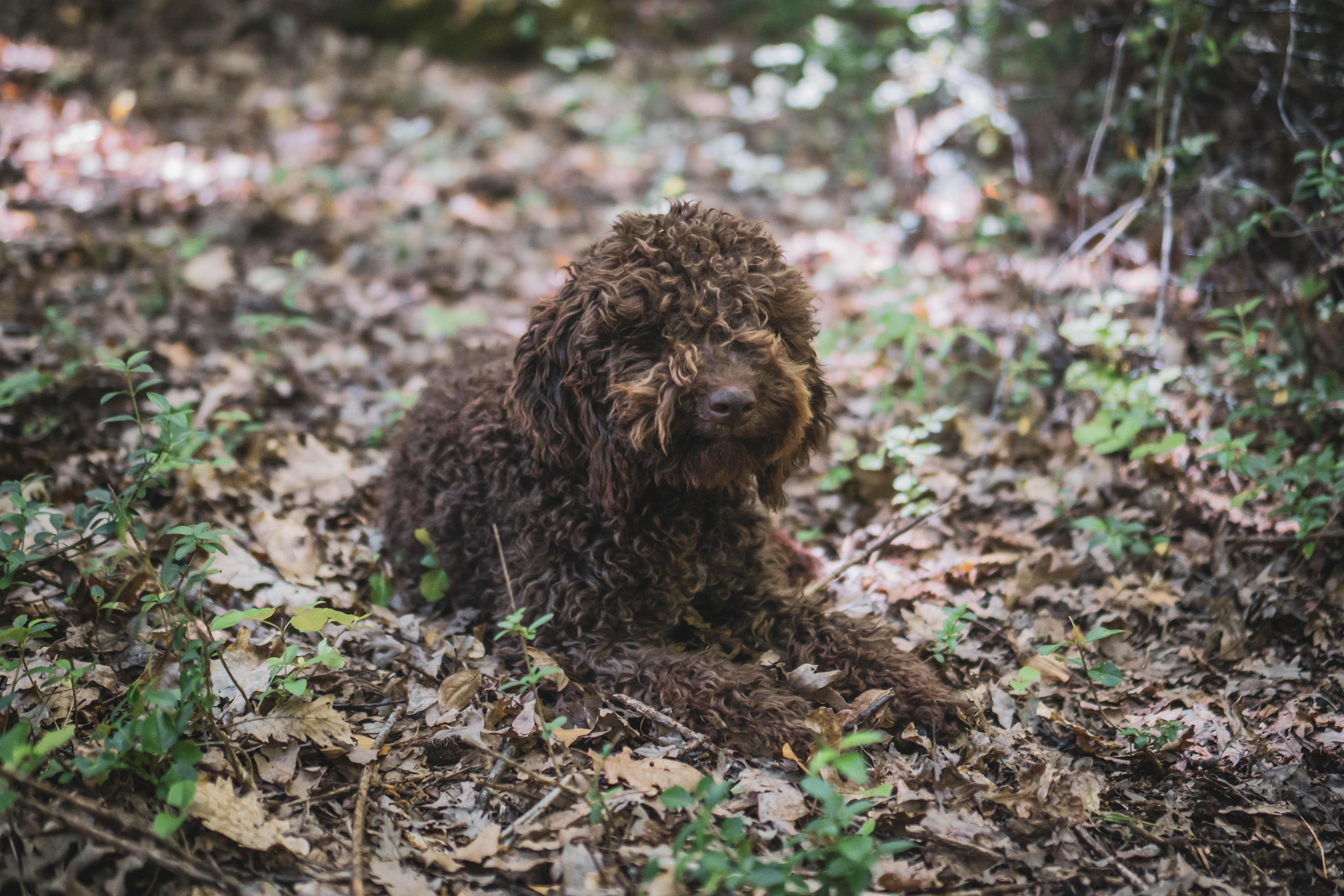 truffle hunting in Tuscany — photo 6