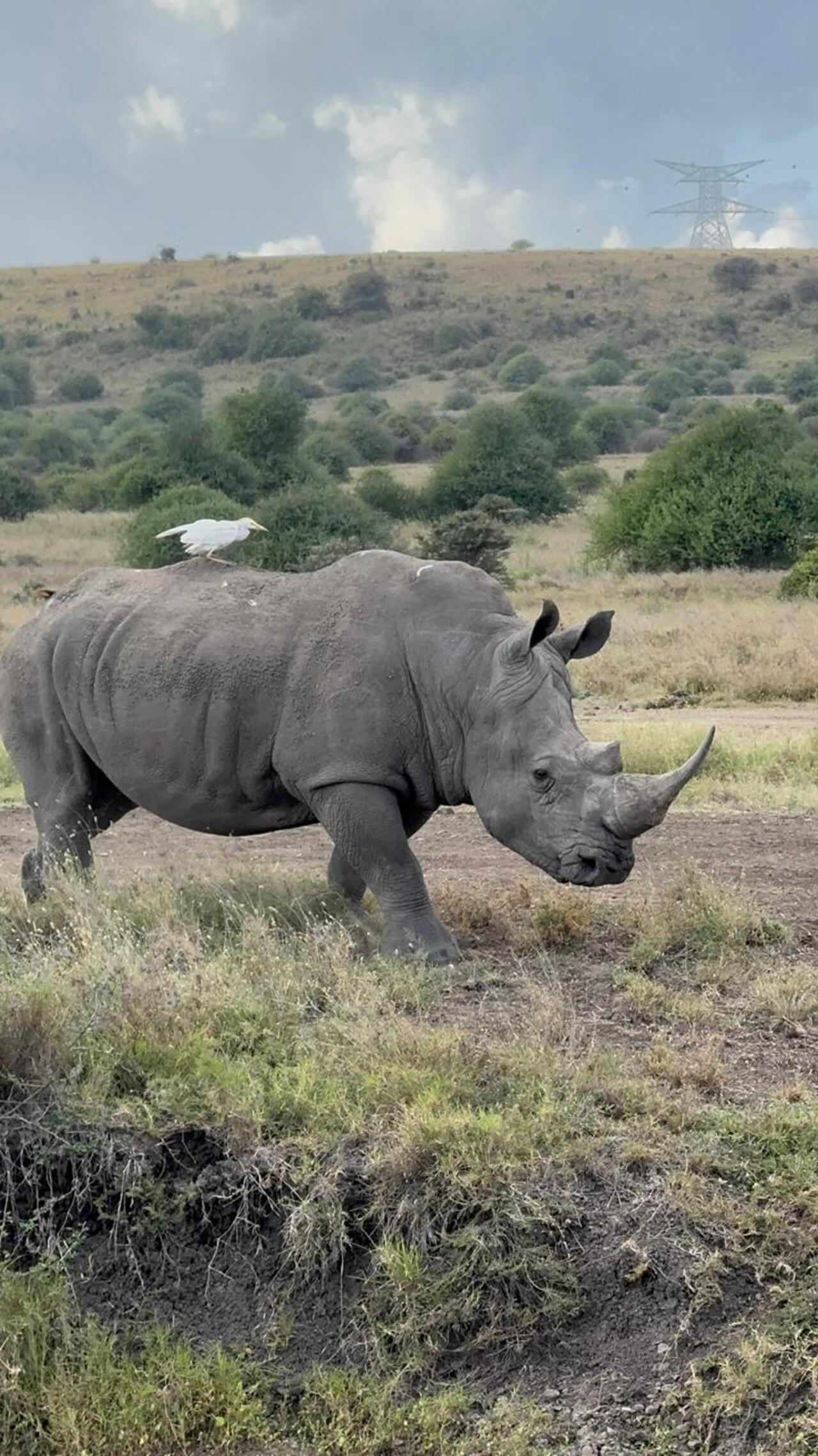 Nairobi National Park 5-Hour 4x4 Wildlife Safari