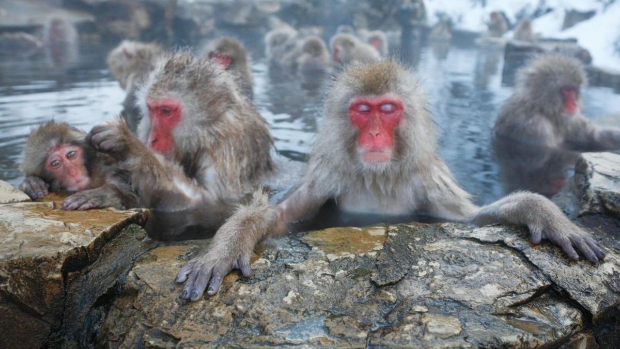 Private Nagano Day Tour: Snow Monkeys, Zenko-ji & Hot Springs from Tokyo