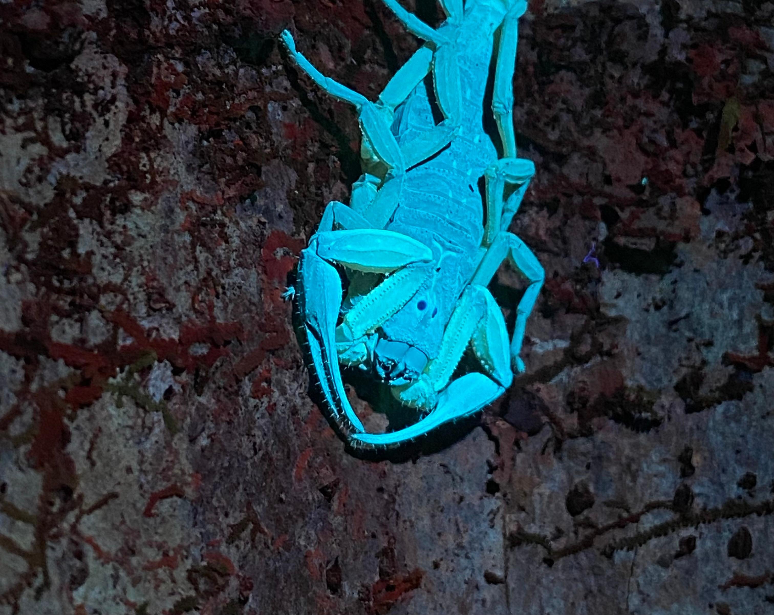 Manuel Antonio Night Wildlife Walk with Expert Naturalist
