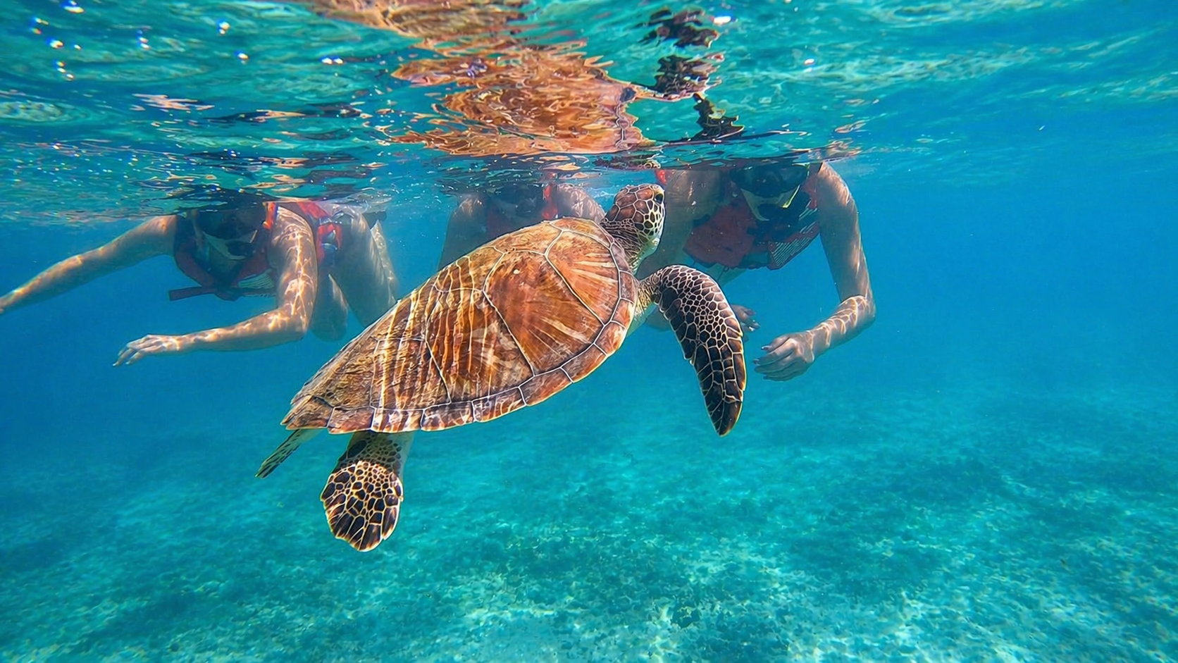 San Juan Shore Snorkeling with Turtles & Free Videos