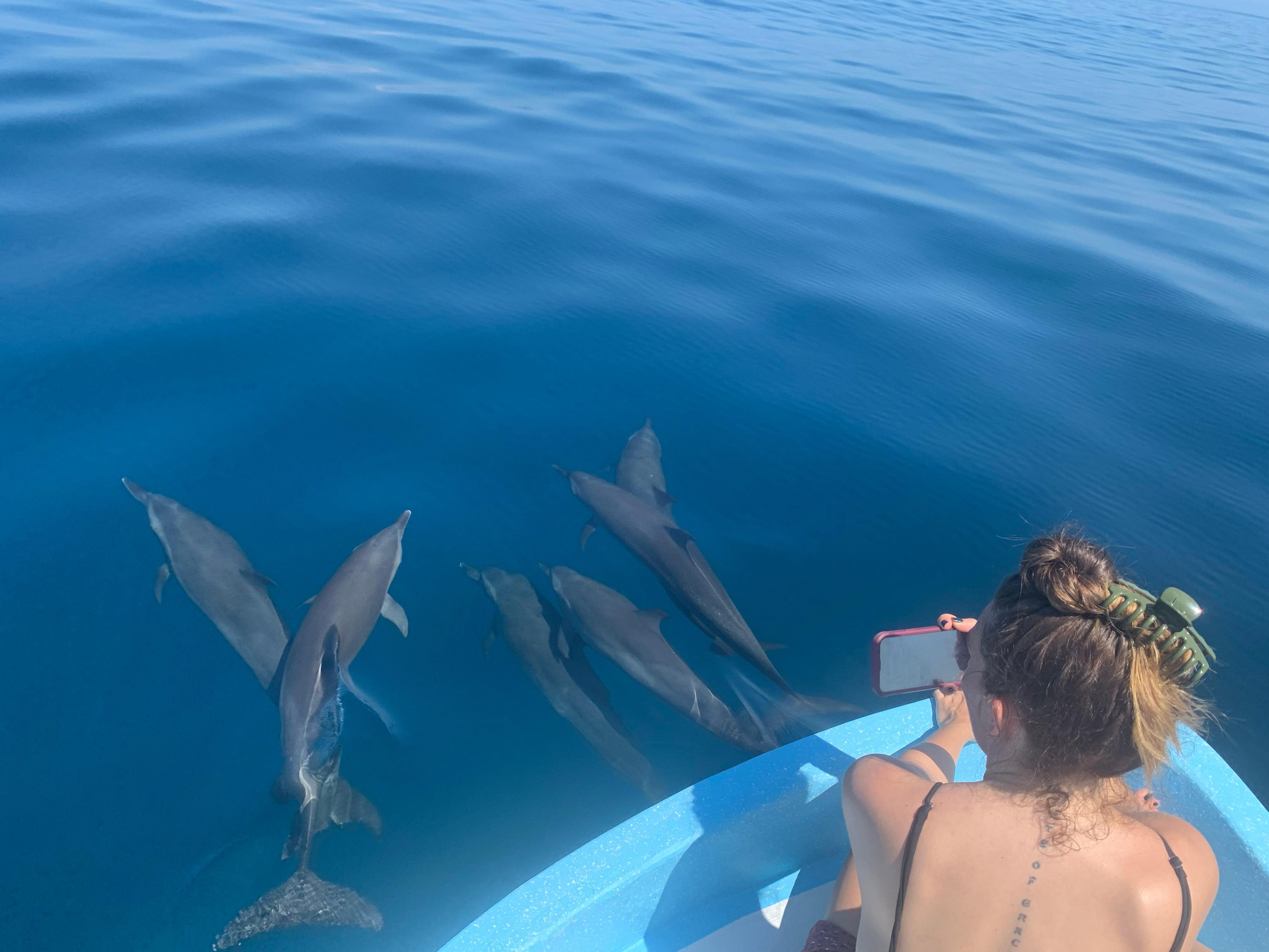 Dolphin & Marine Wildlife Boat Tour