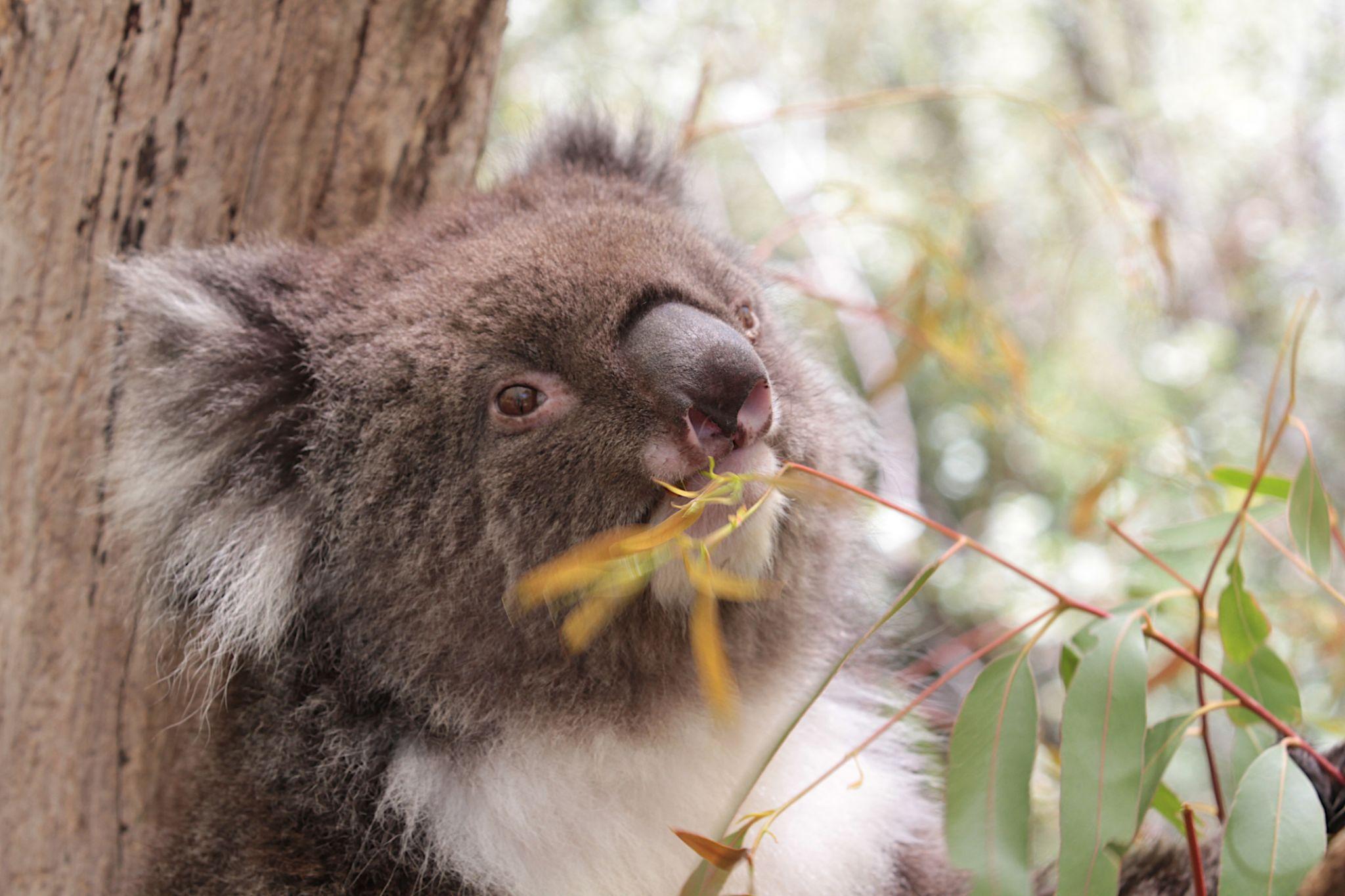 Swan Valley Wine & Wildlife Park Experience